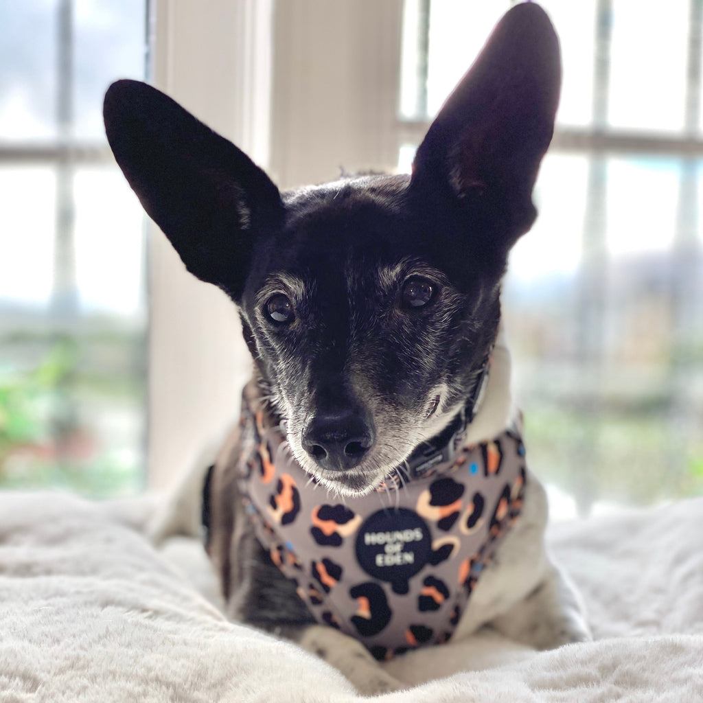 Black and white dog in leopard-print harness with Hounds of Eden logo