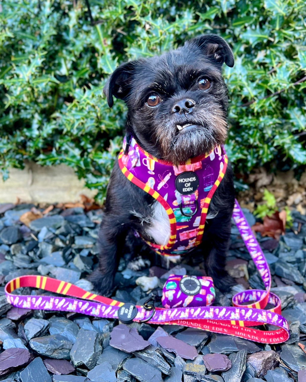 Harry Pawter Design Dog Collar