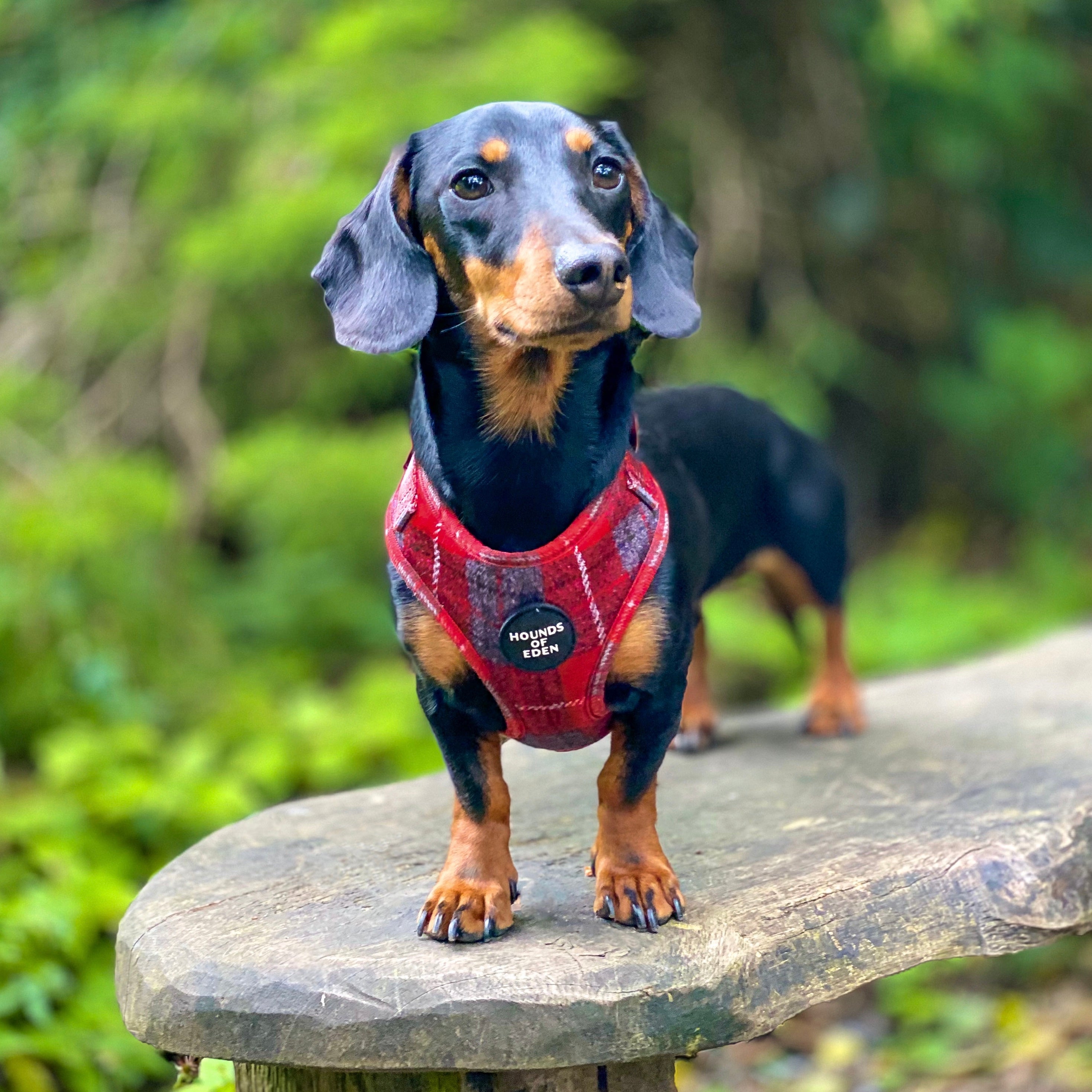 Sammi red and grey check dachshund harness with black logo