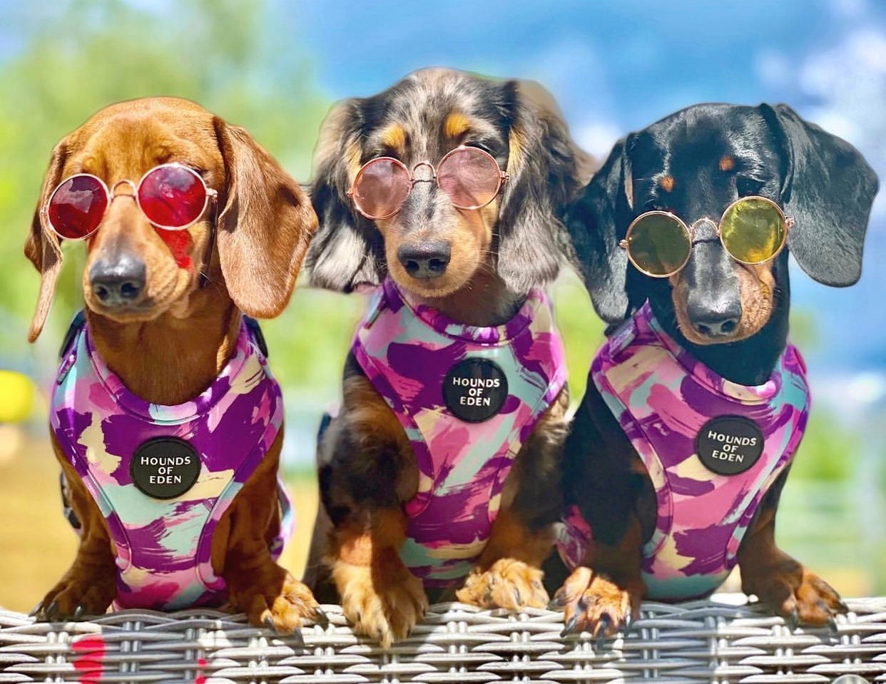 Three dachshunds in pink purple pastel mint lemon camo harnesses with Hounds of Eden patches