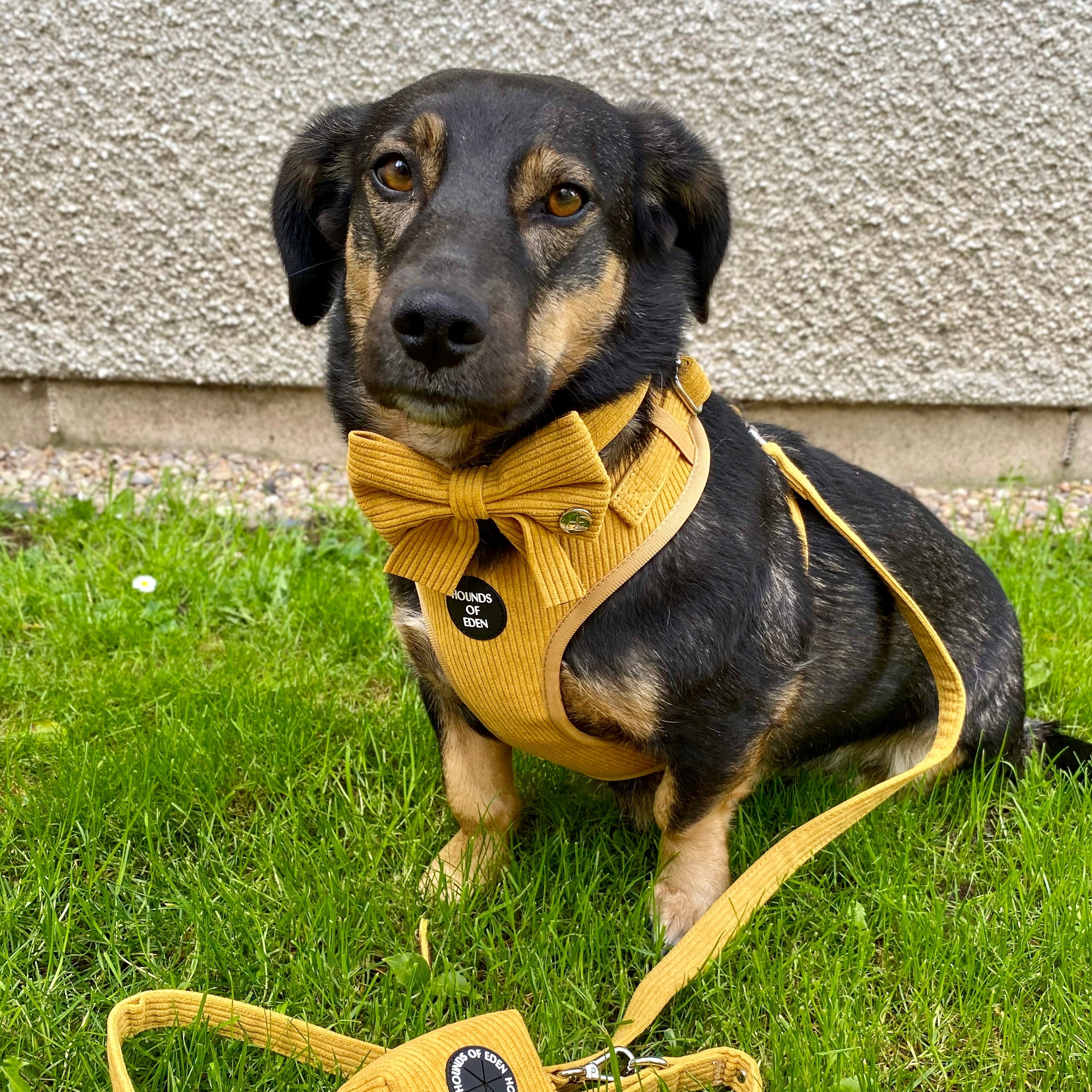 Mustard Yellow Corduroy Sailor Bow Tie