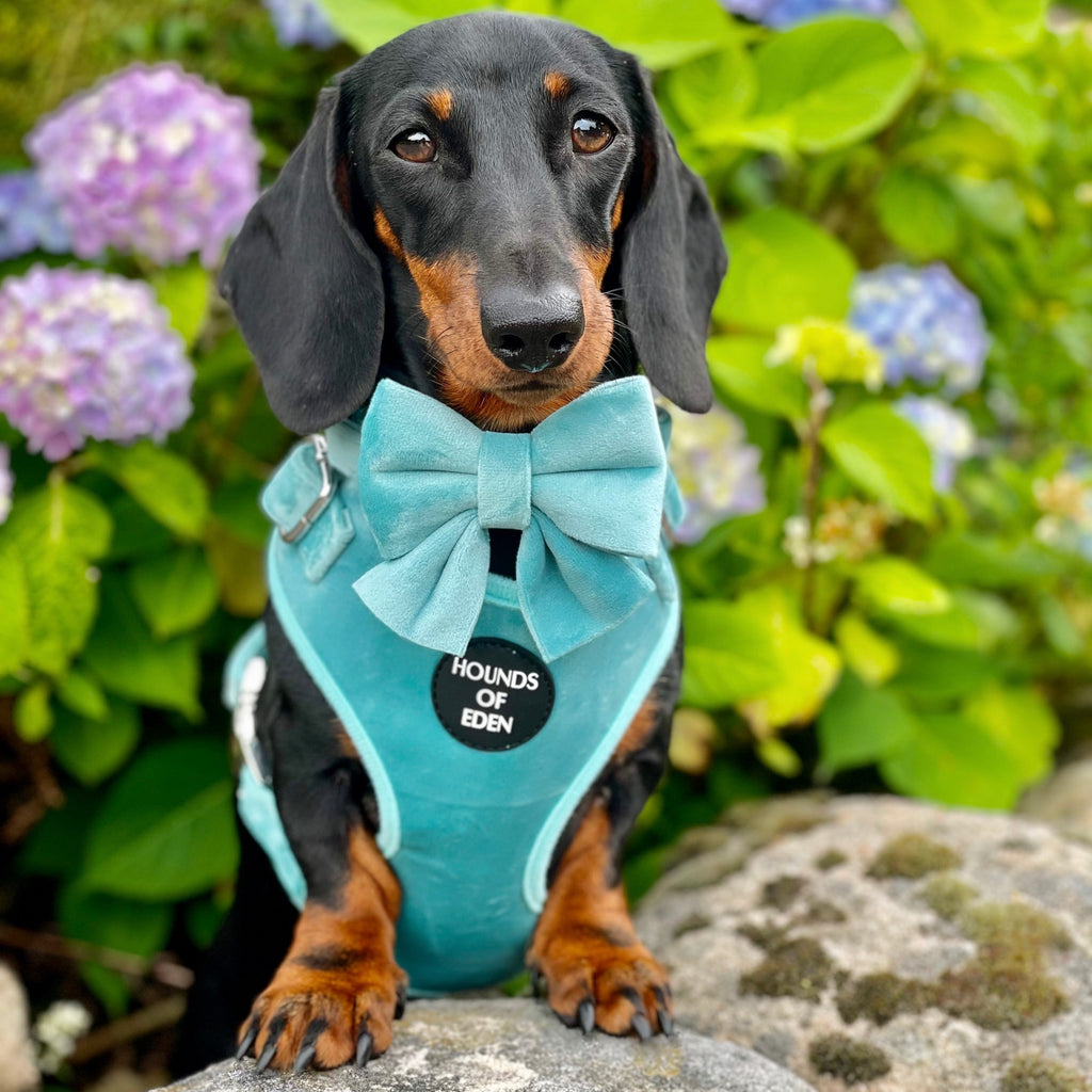 Tiffany's - Light Teal Velvet Dog Harness with Silver Metal Hardware