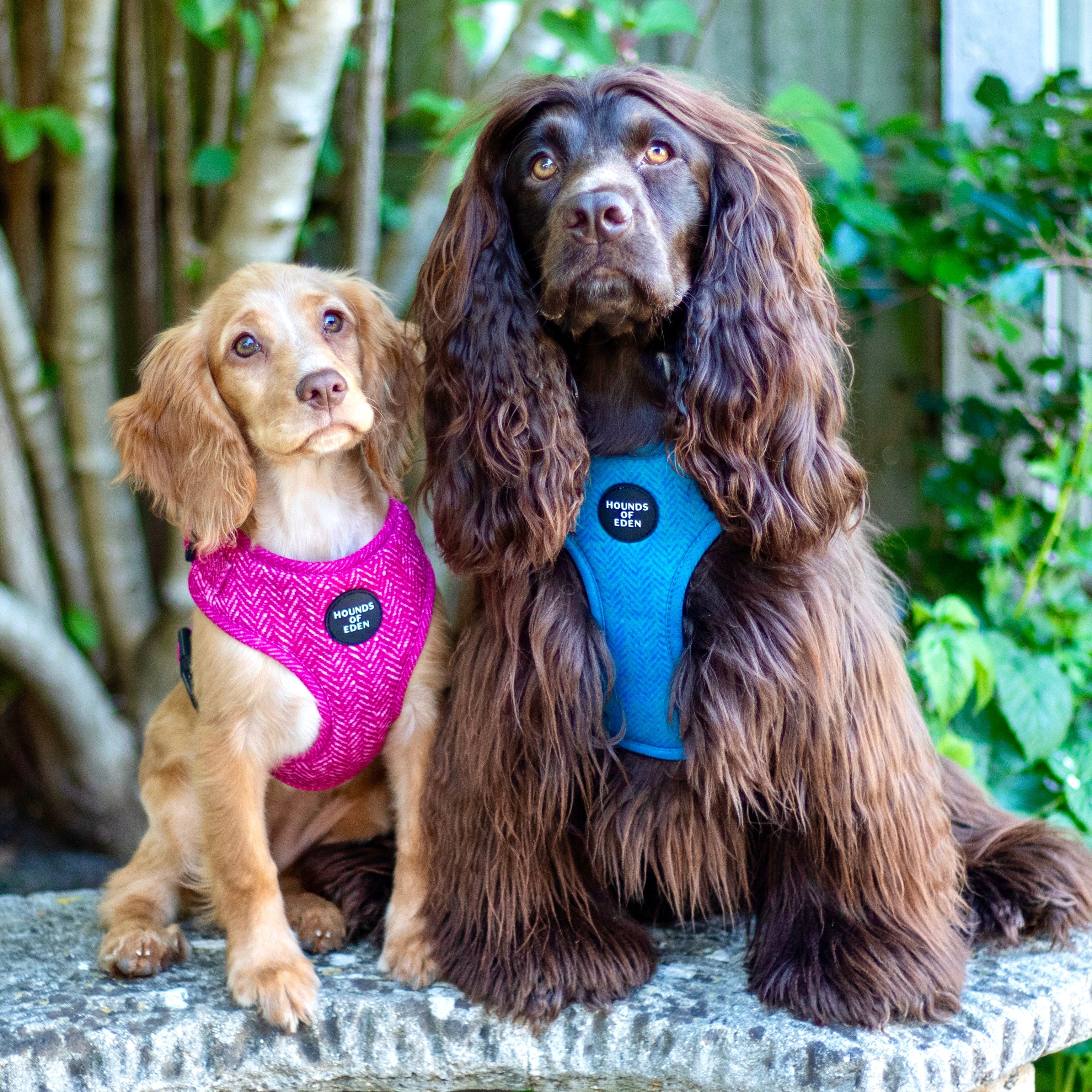 Vibrant pink and teal Bella pink herringbone dog harness with black logo