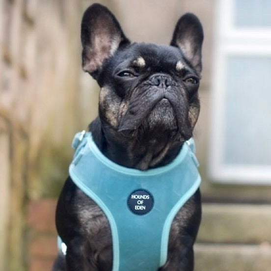 Tiffany's - Light Teal Velvet Dog Harness with Silver Metal Hardware
