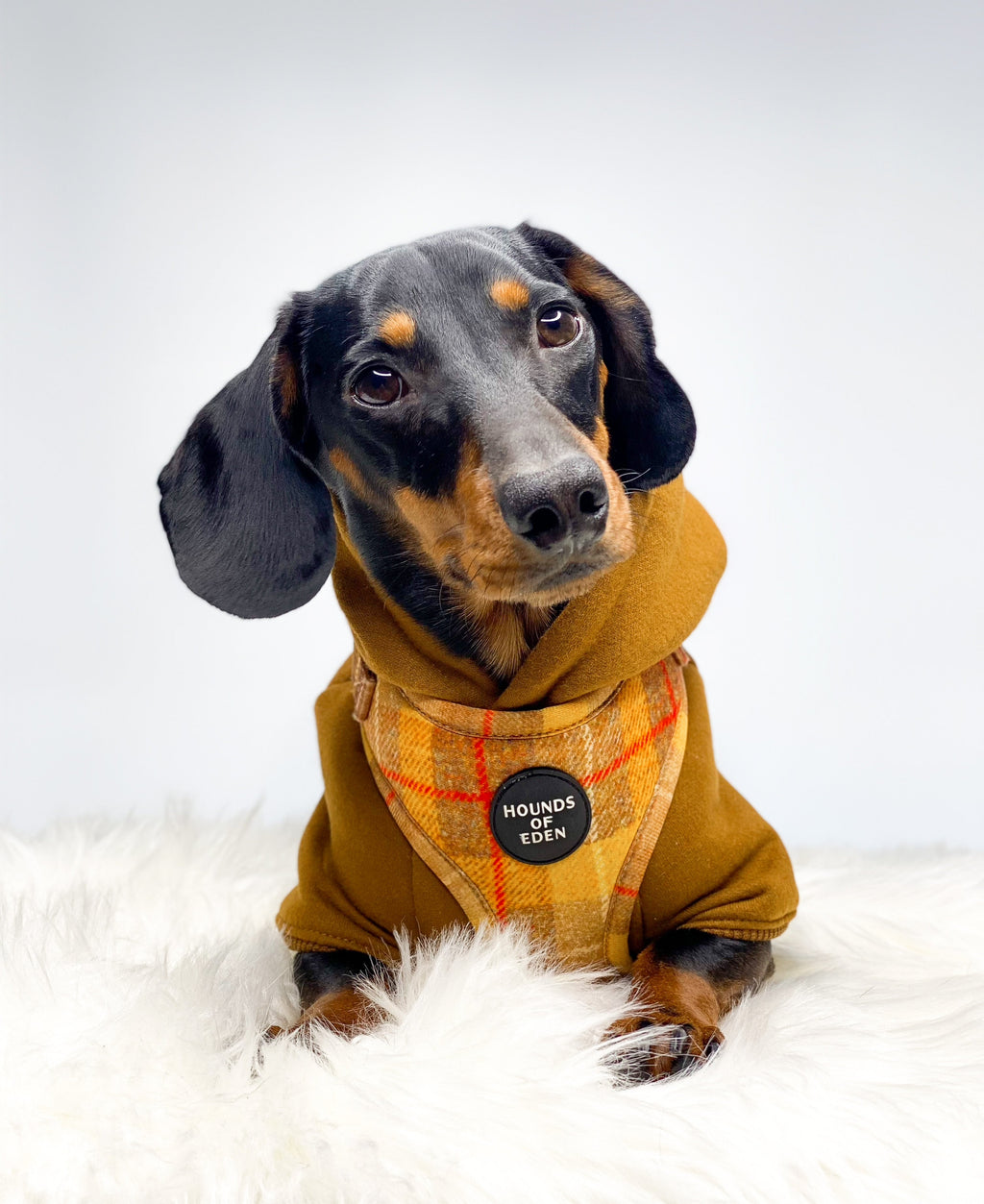 Dachshund in yellow check Honey harness with Hounds of Eden patch