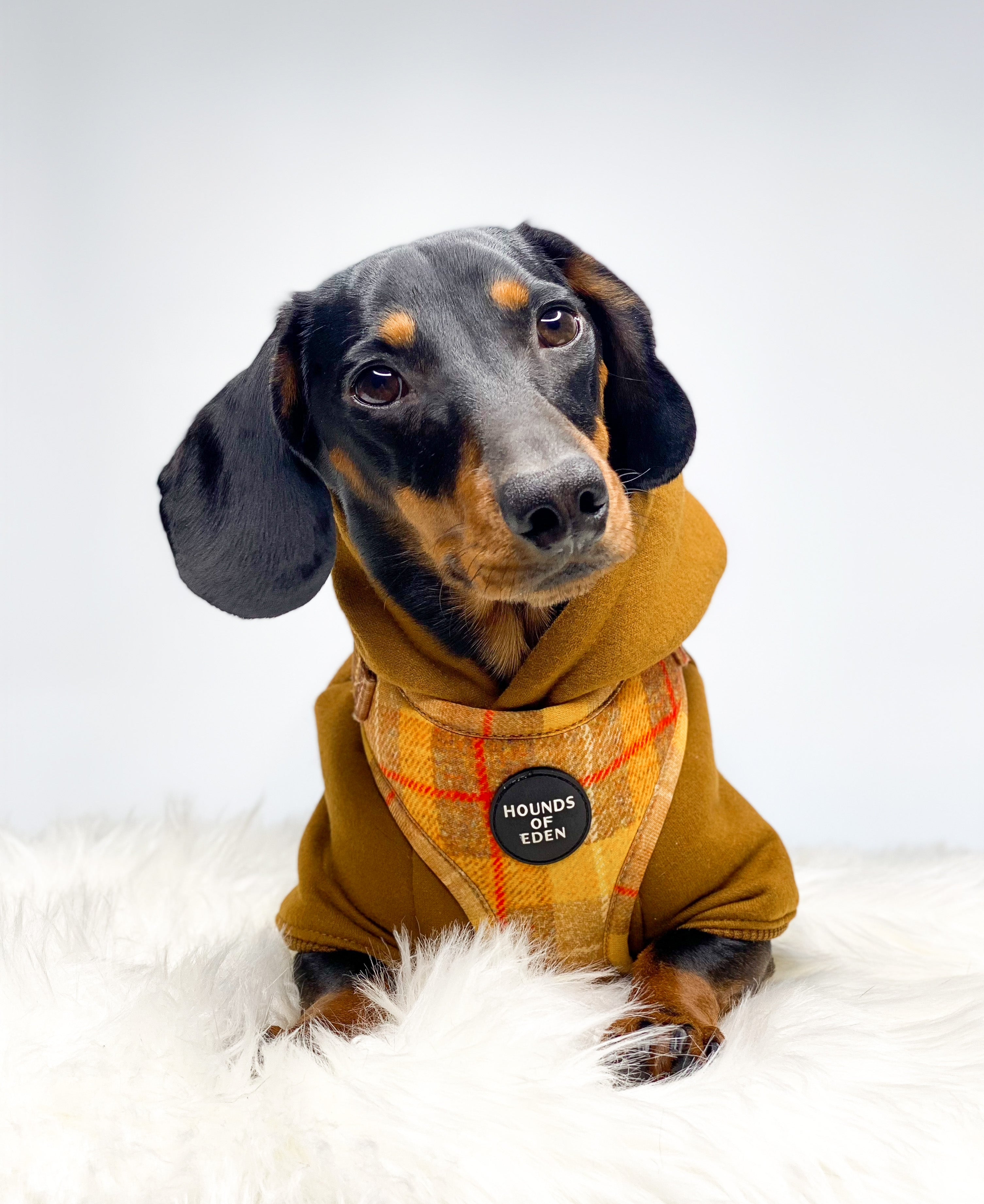 Dachshund in yellow check Honey harness with Hounds of Eden patch