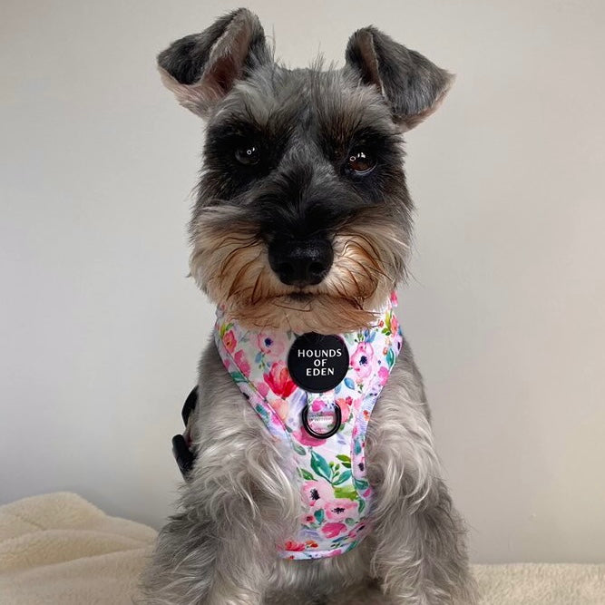 Ziggy's Secret Garden Design Dog Collar