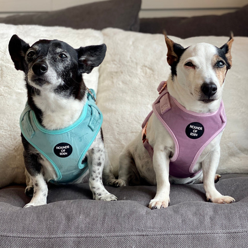 Tiffany's - Light Teal Velvet Dog Harness with Silver Metal Hardware