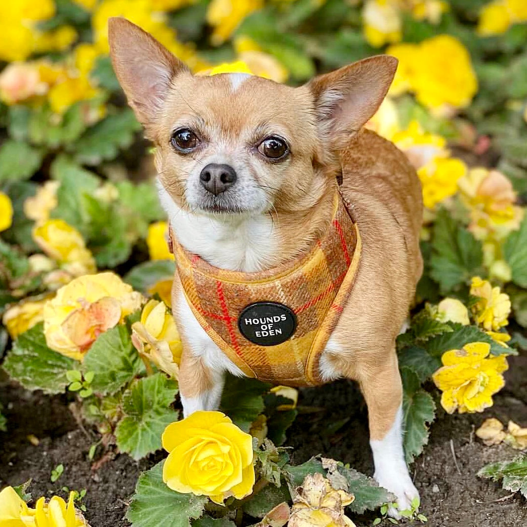Tan and white Chihuahua in Honey yellow check harness with Hounds of Eden logo