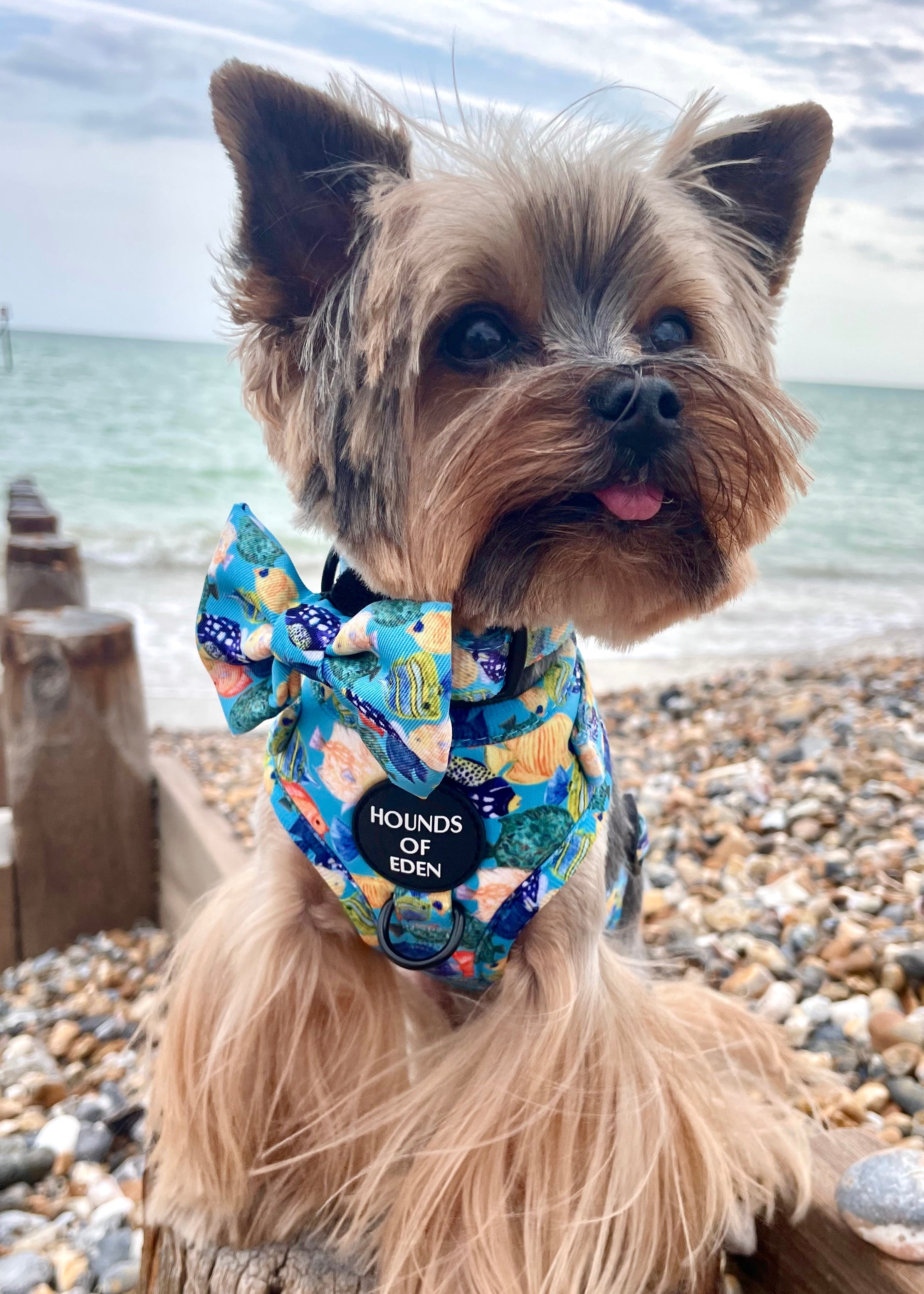 Under The Sea Design Dog Collar