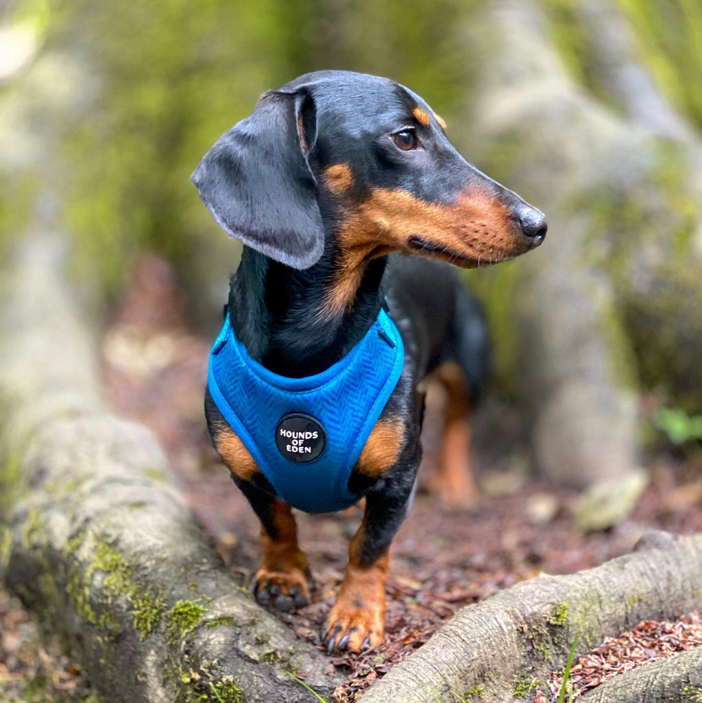 Bruce Blue Teal Herringbone Dachshund Harness with Hounds of Eden Logo