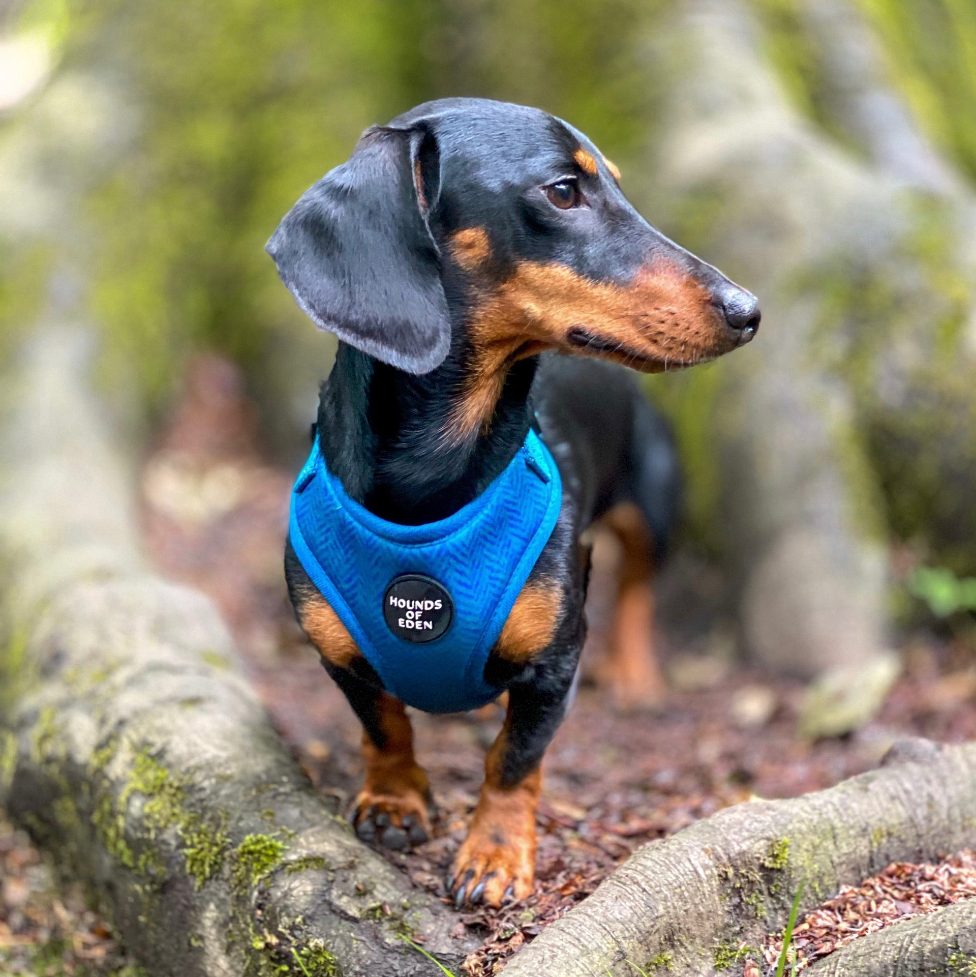 Bruce Blue Teal Herringbone Dachshund Harness with Hounds of Eden Logo