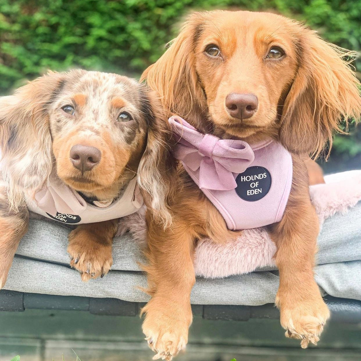 Lilac Dreams - Lilac Velvet Dog Harness with Rose Gold Metal Hardware