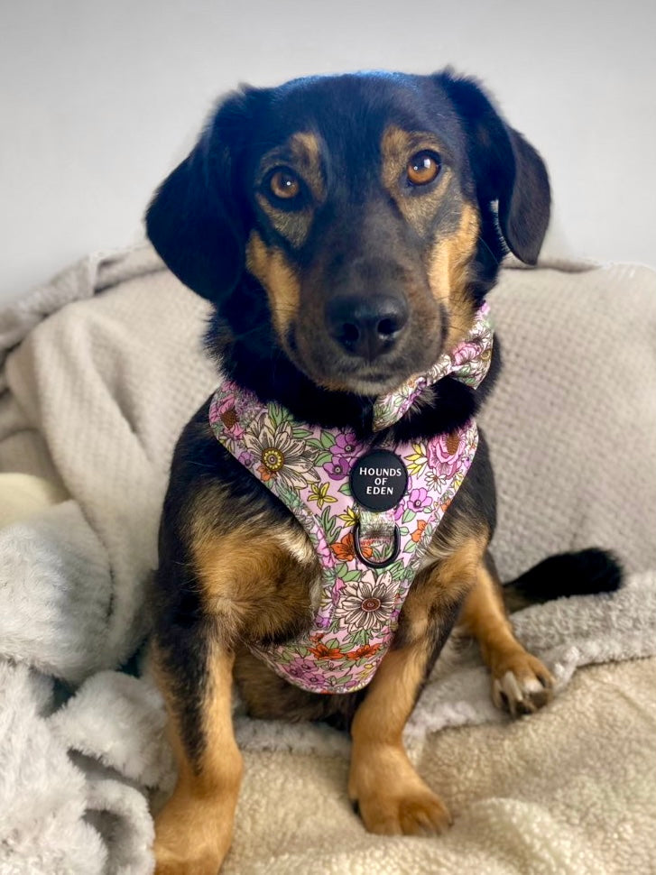 Wild Blossom - Design Dog Lead