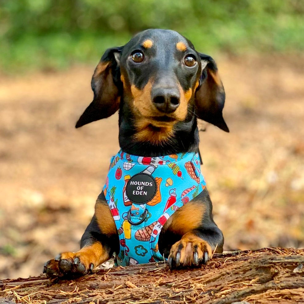 Grill 'n' Chill - Dog Collar