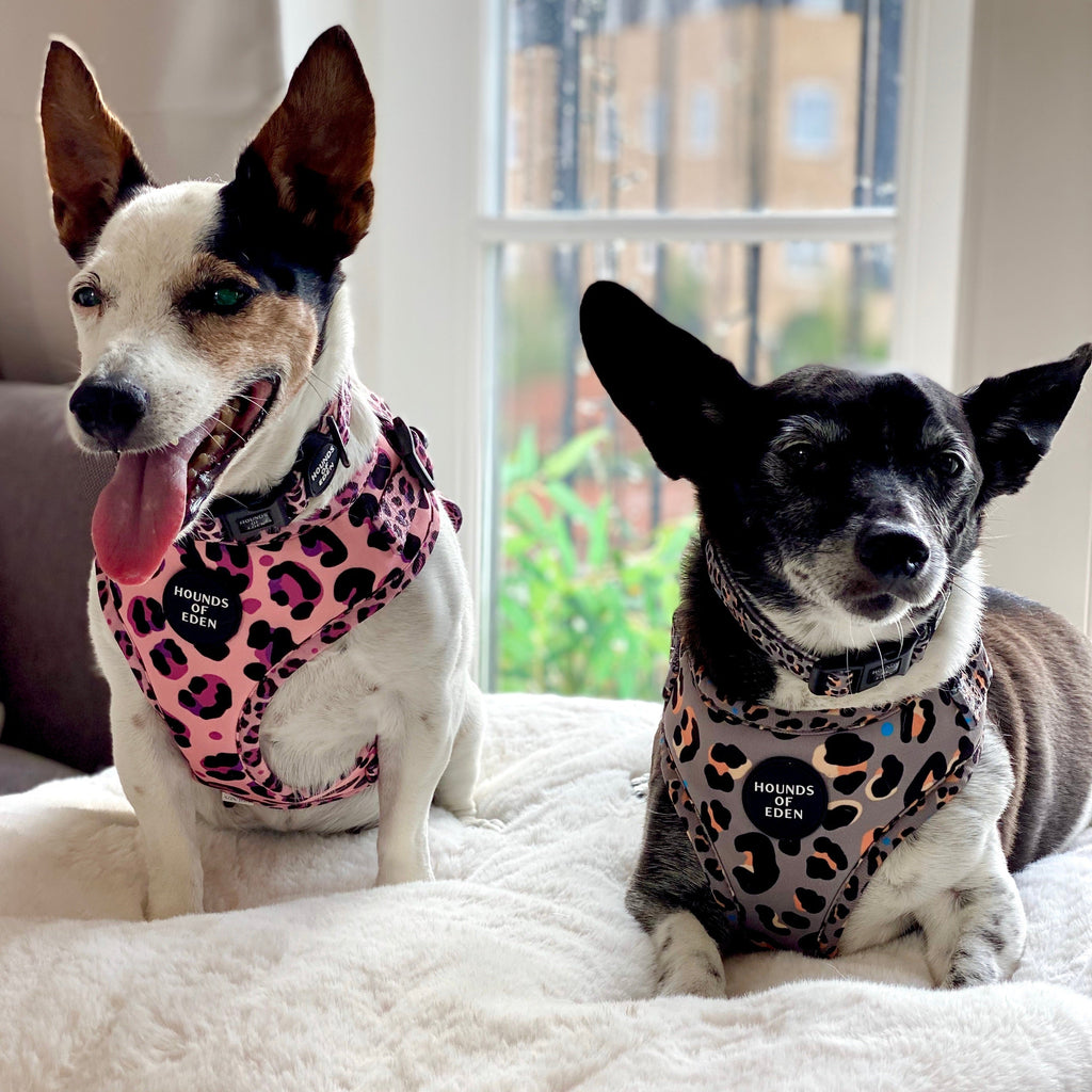 Pink and gray leopard-print Steel Leopard harness with Hounds of Eden branding