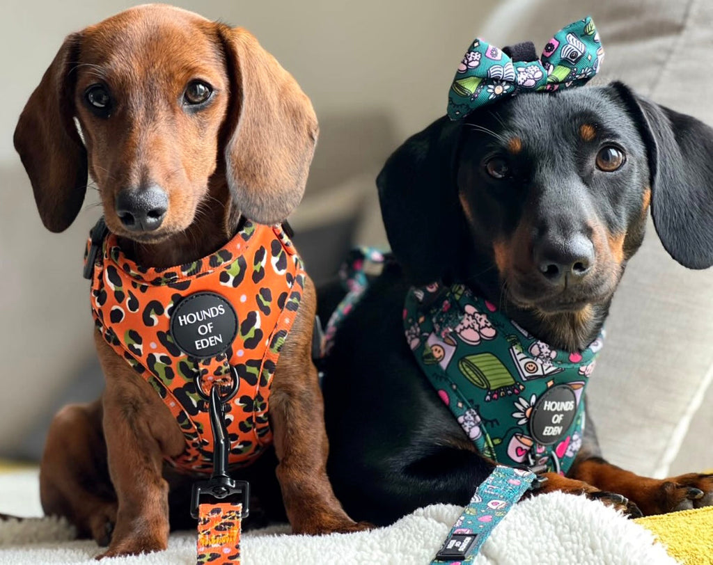 Self Care Design Dog Collar