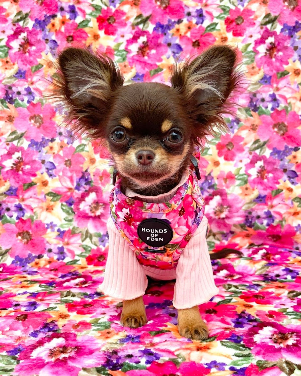 Small Chihuahua in pink sweater under Hounds of Eden floral harness
