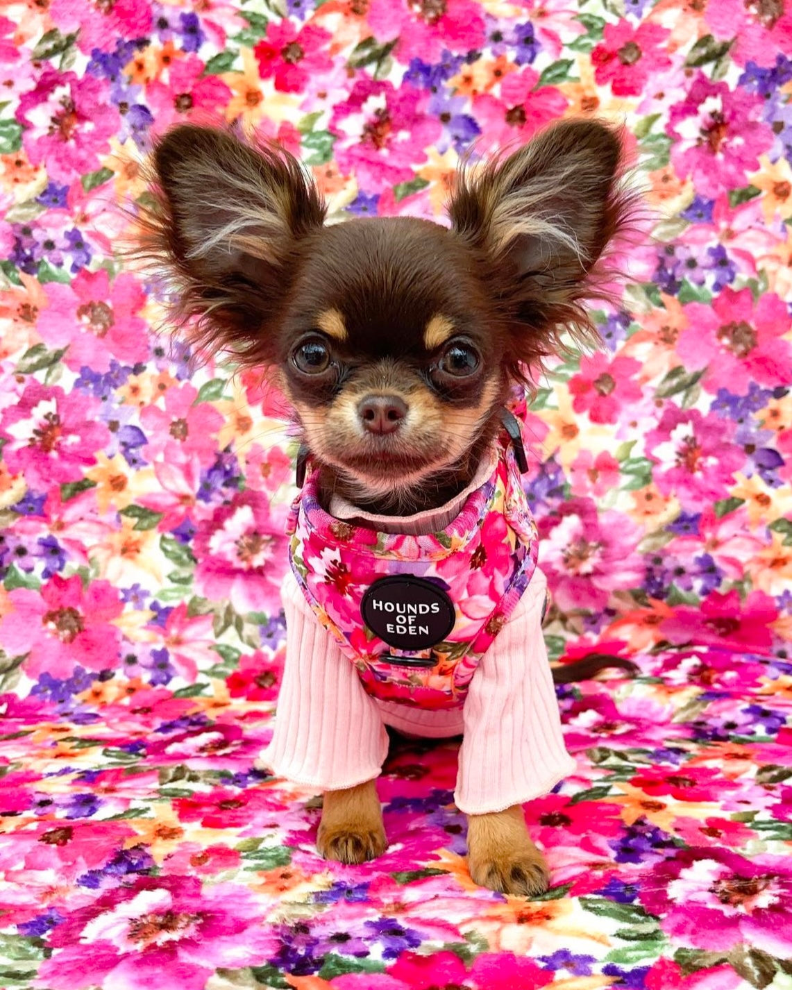 Small Chihuahua in pink sweater under Hounds of Eden floral harness