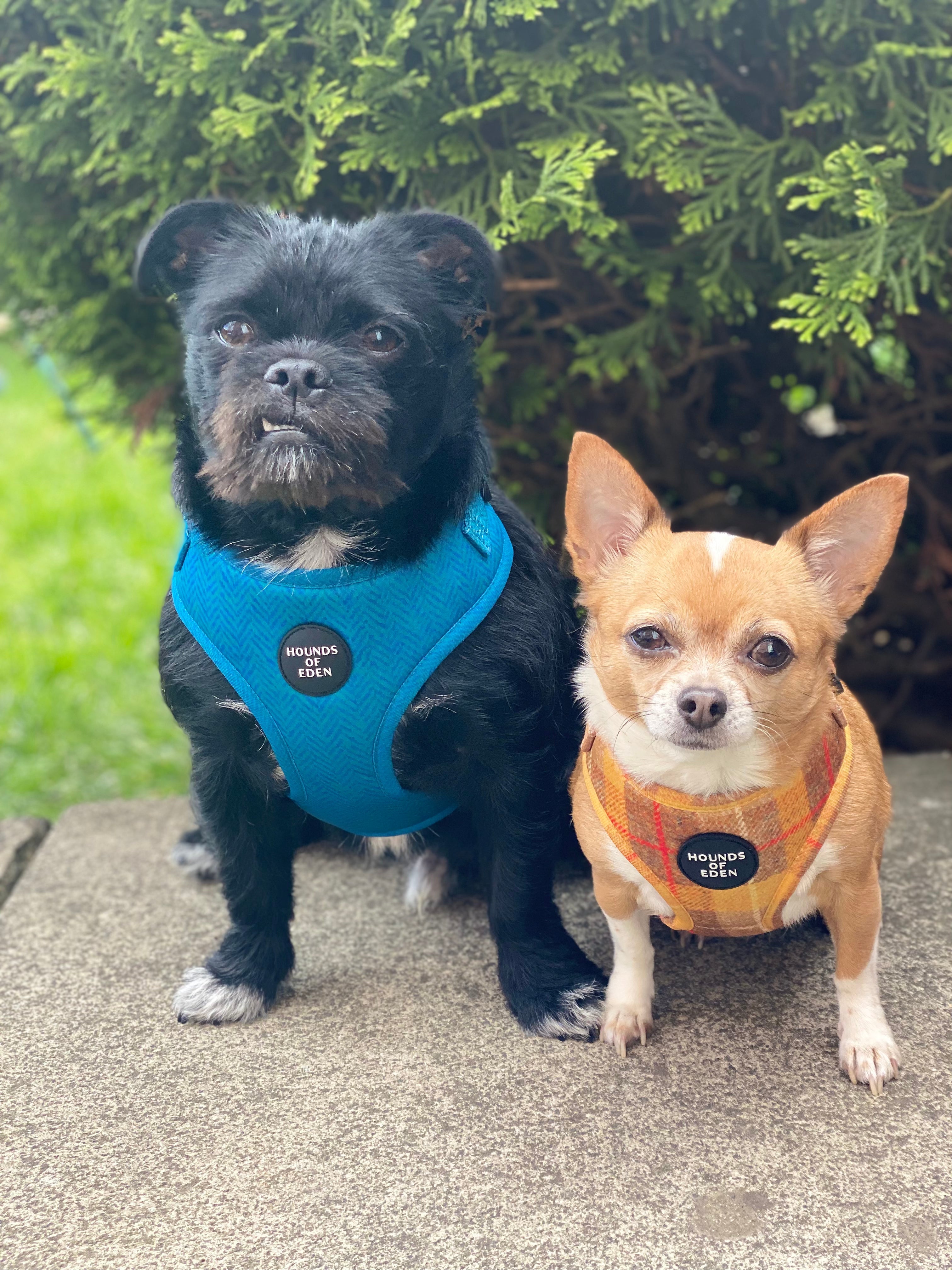 Bruce Blue Teal Herringbone Dog Harness on two dogs