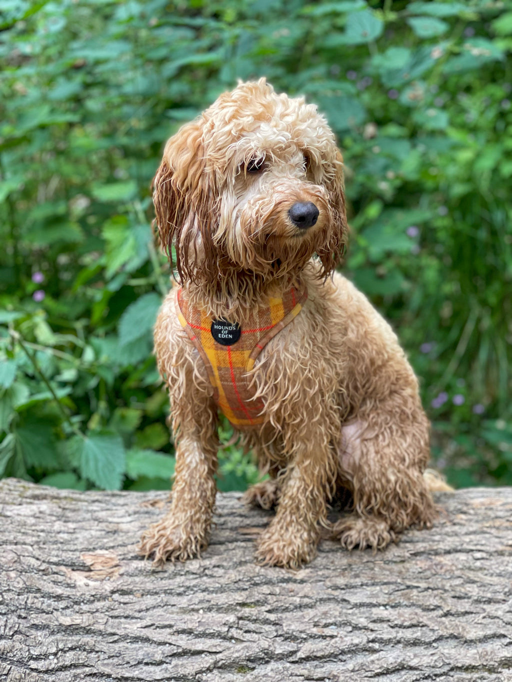 Wet curly-haired golden retriever puppy in Honey yellow check harness