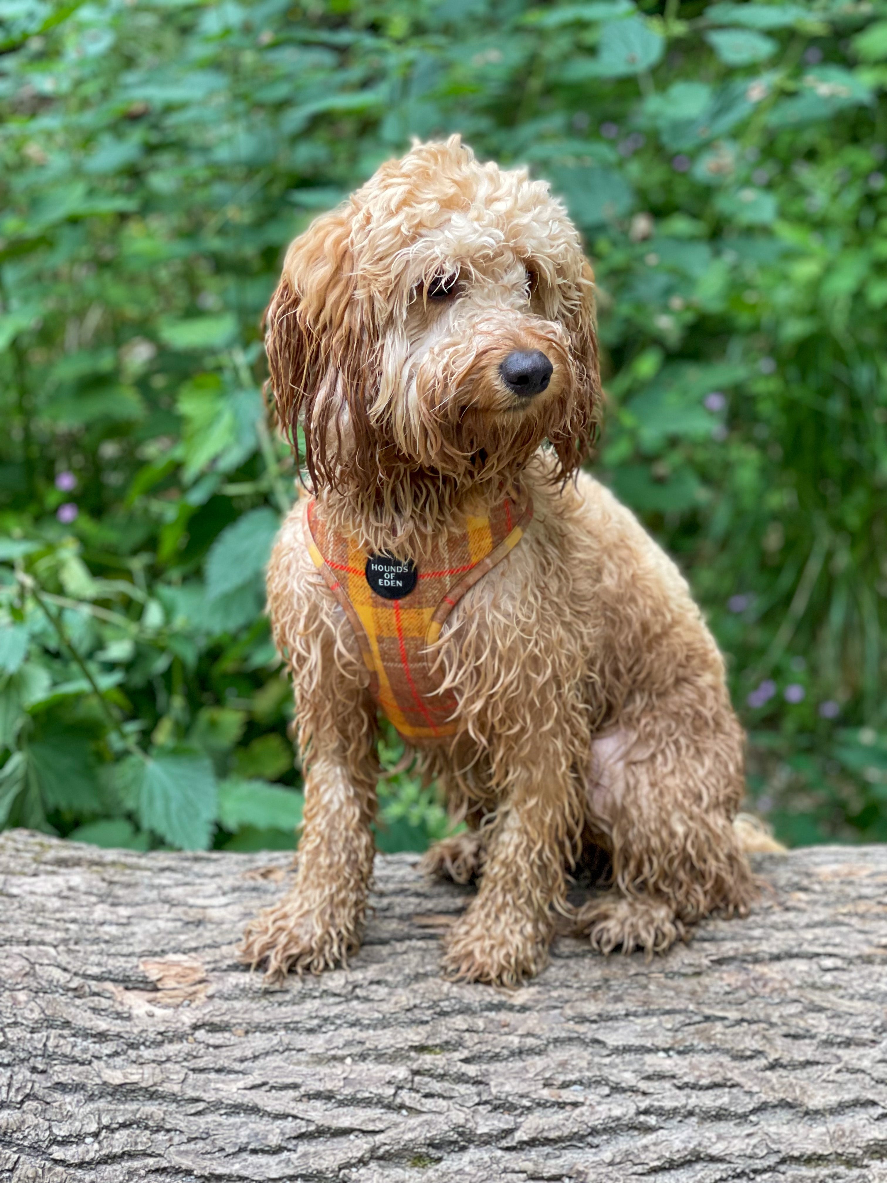 Wet curly-haired golden retriever puppy in Honey yellow check harness