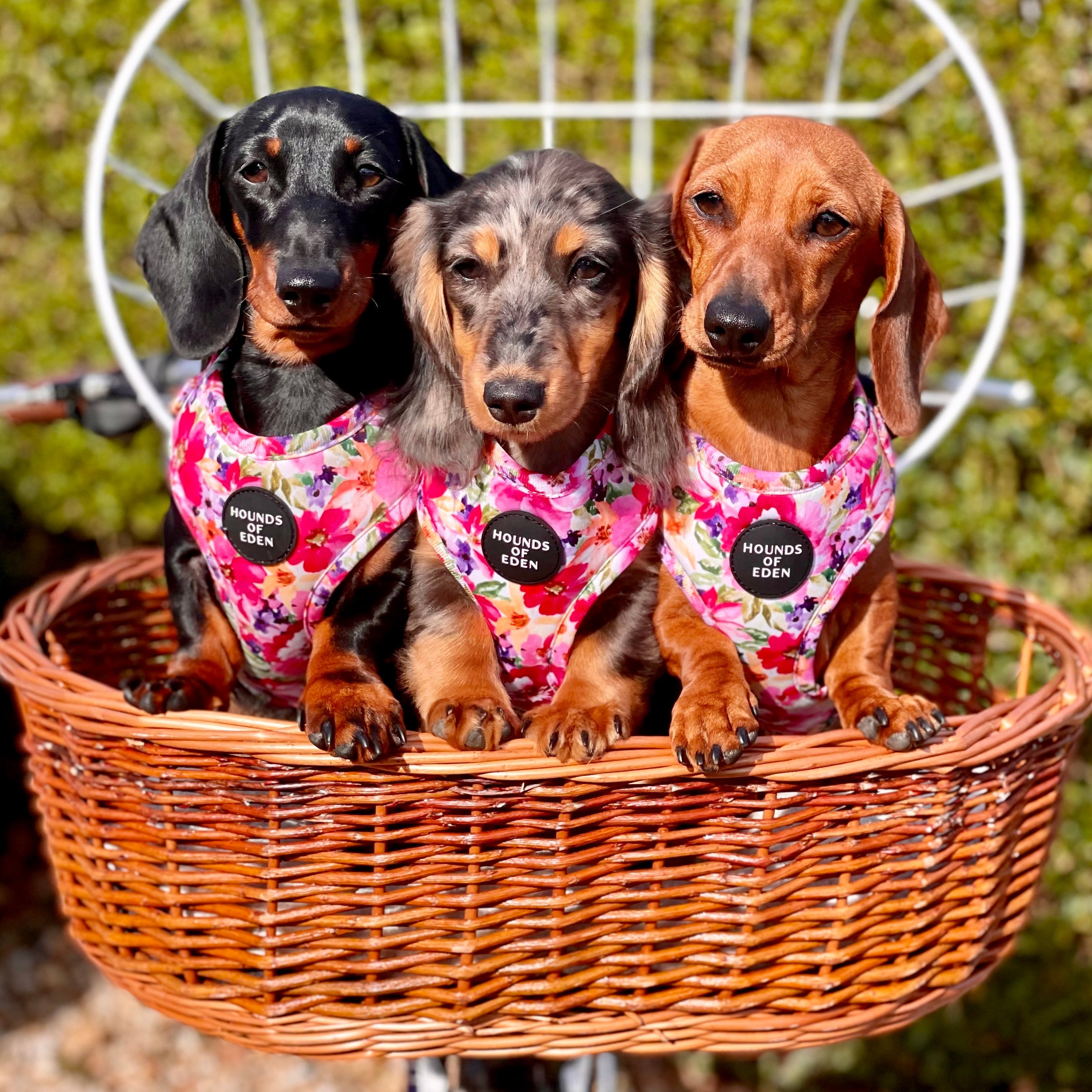 Three dachshunds in pink floral Florentina harnesses in wicker basket