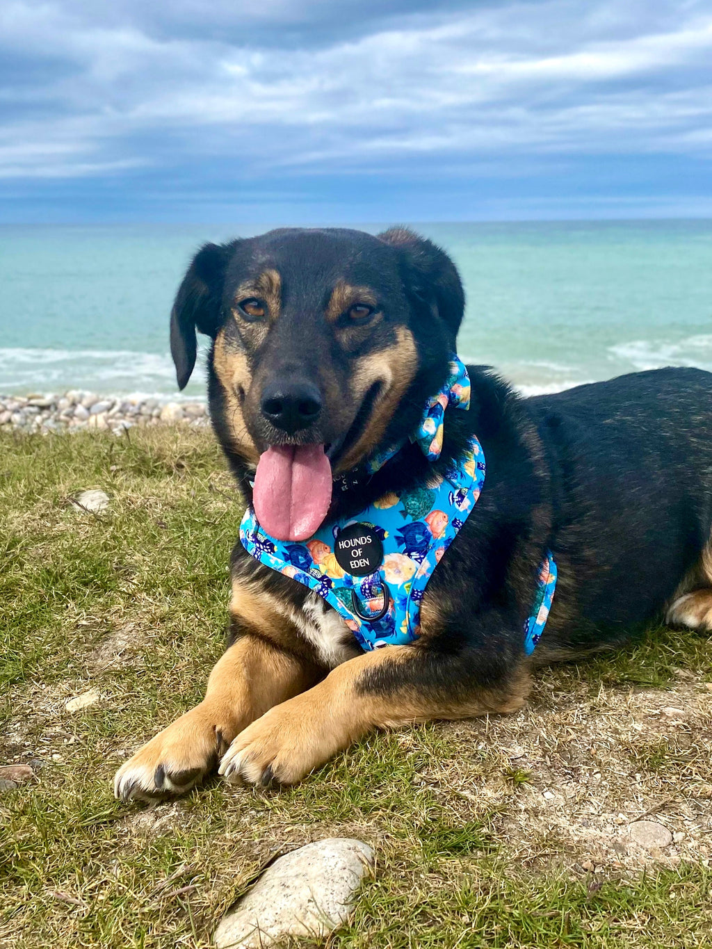 Under The Sea Design Dog Collar