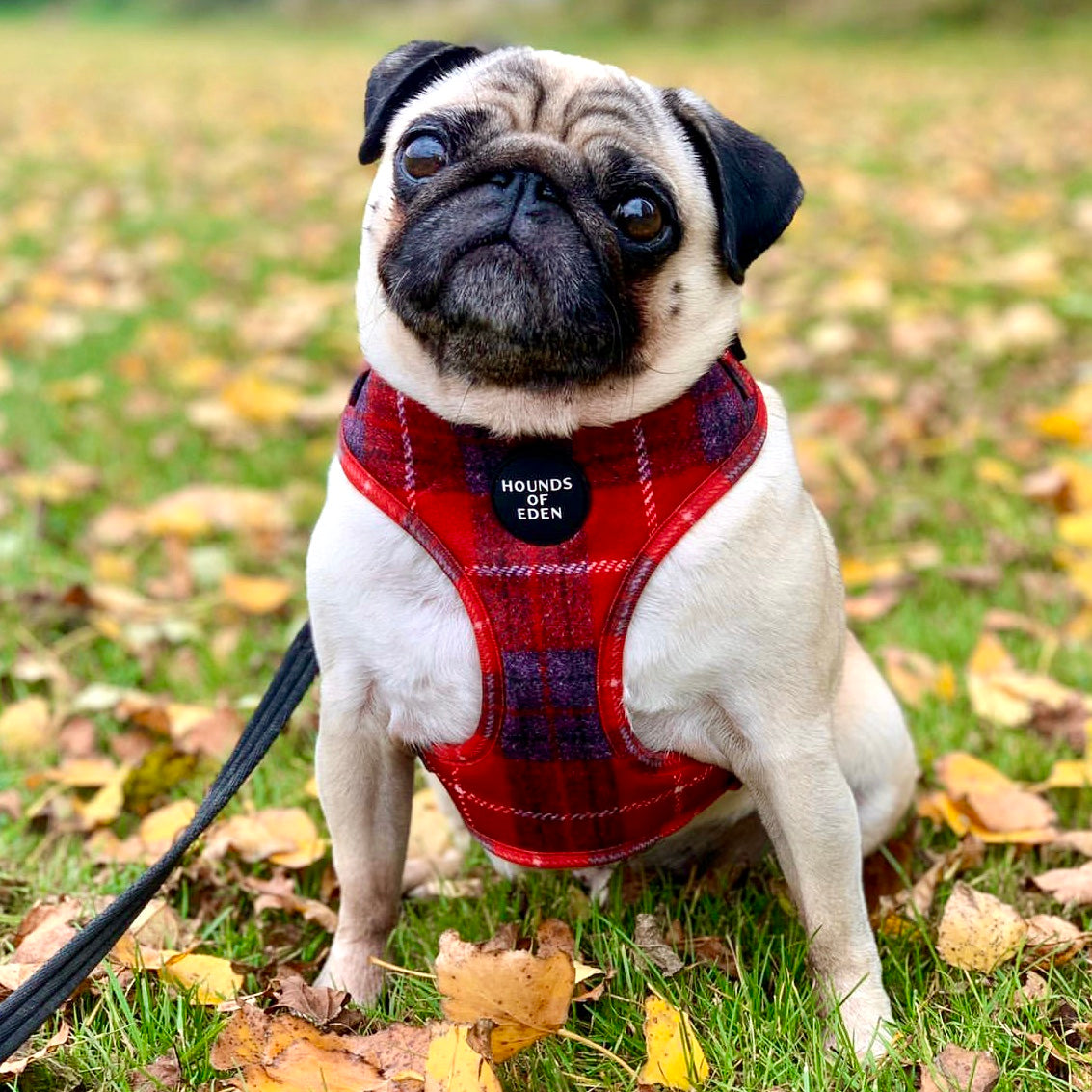 Sammi red and navy plaid dog harness with Hounds of Eden patch