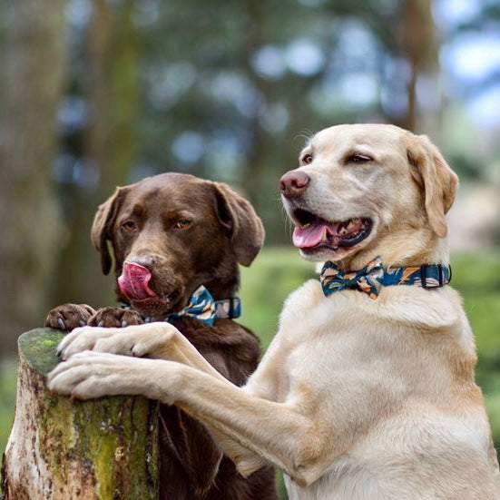 Supaw Strong™ 'Brush It Off' Utility Harness