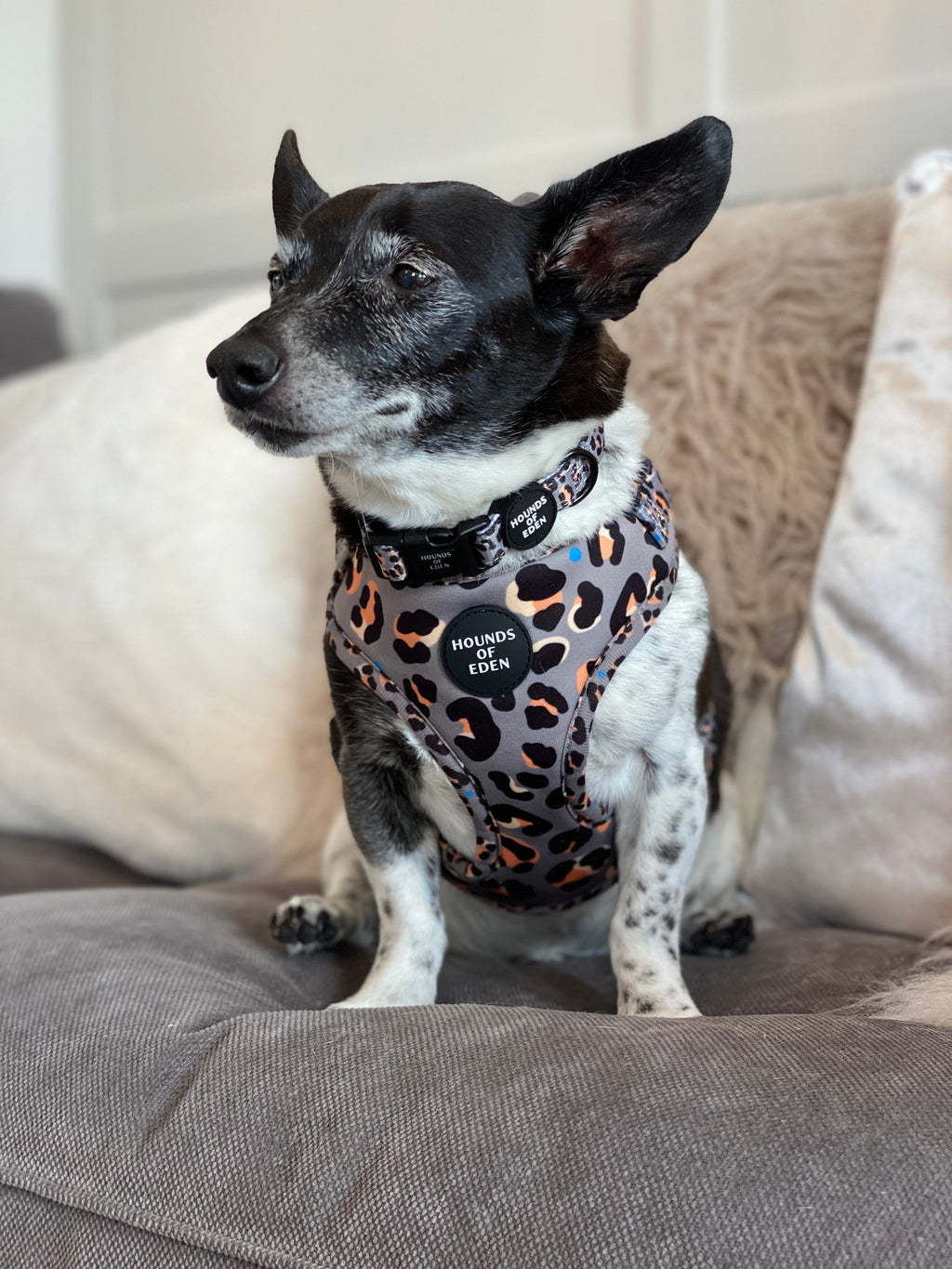 Black and white dog in Steel Leopard khaki-grey harness