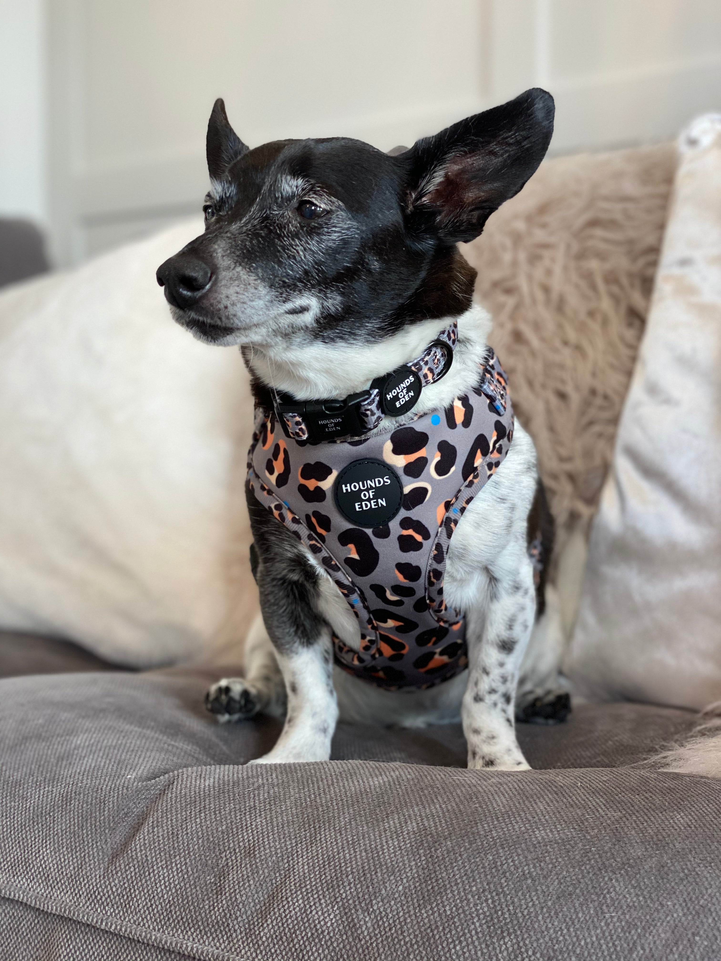 Black and white dog in Steel Leopard khaki-grey harness