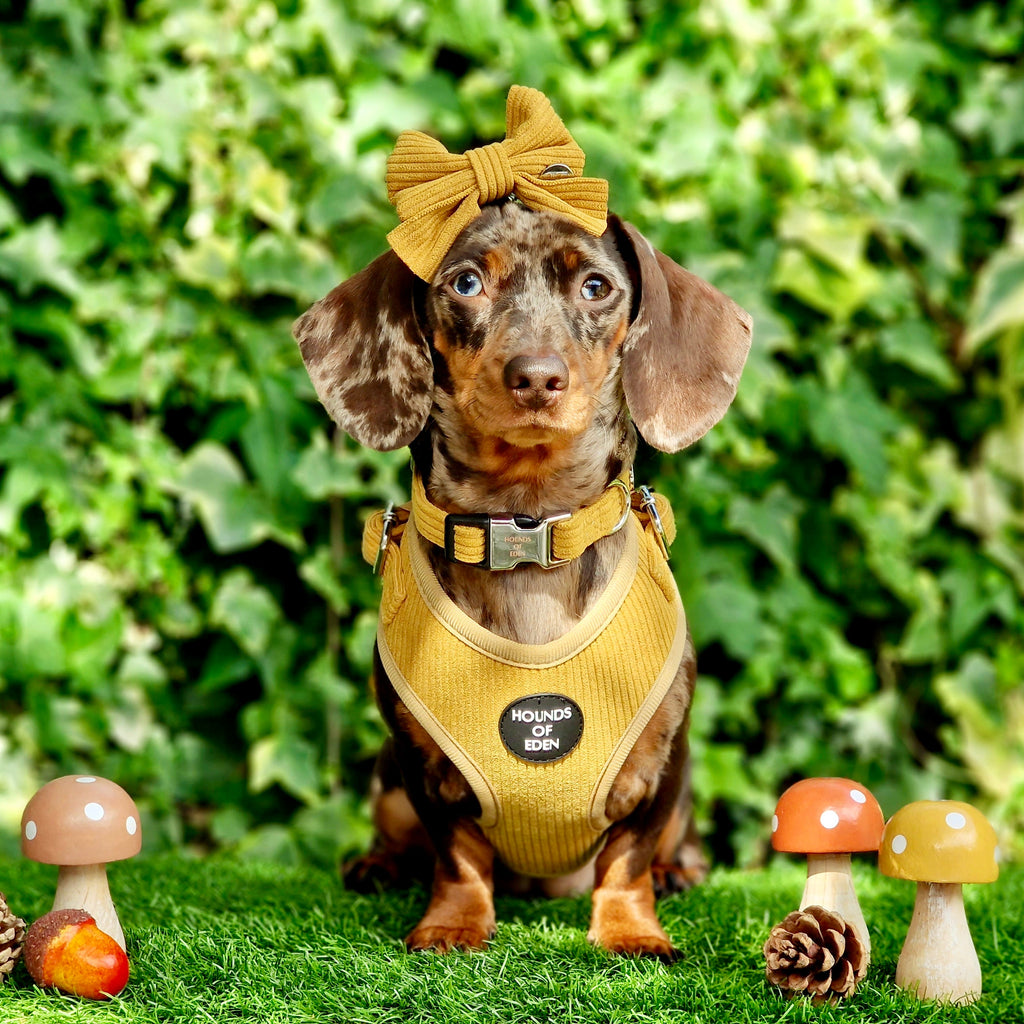 Mustard Yellow Corduroy Collar