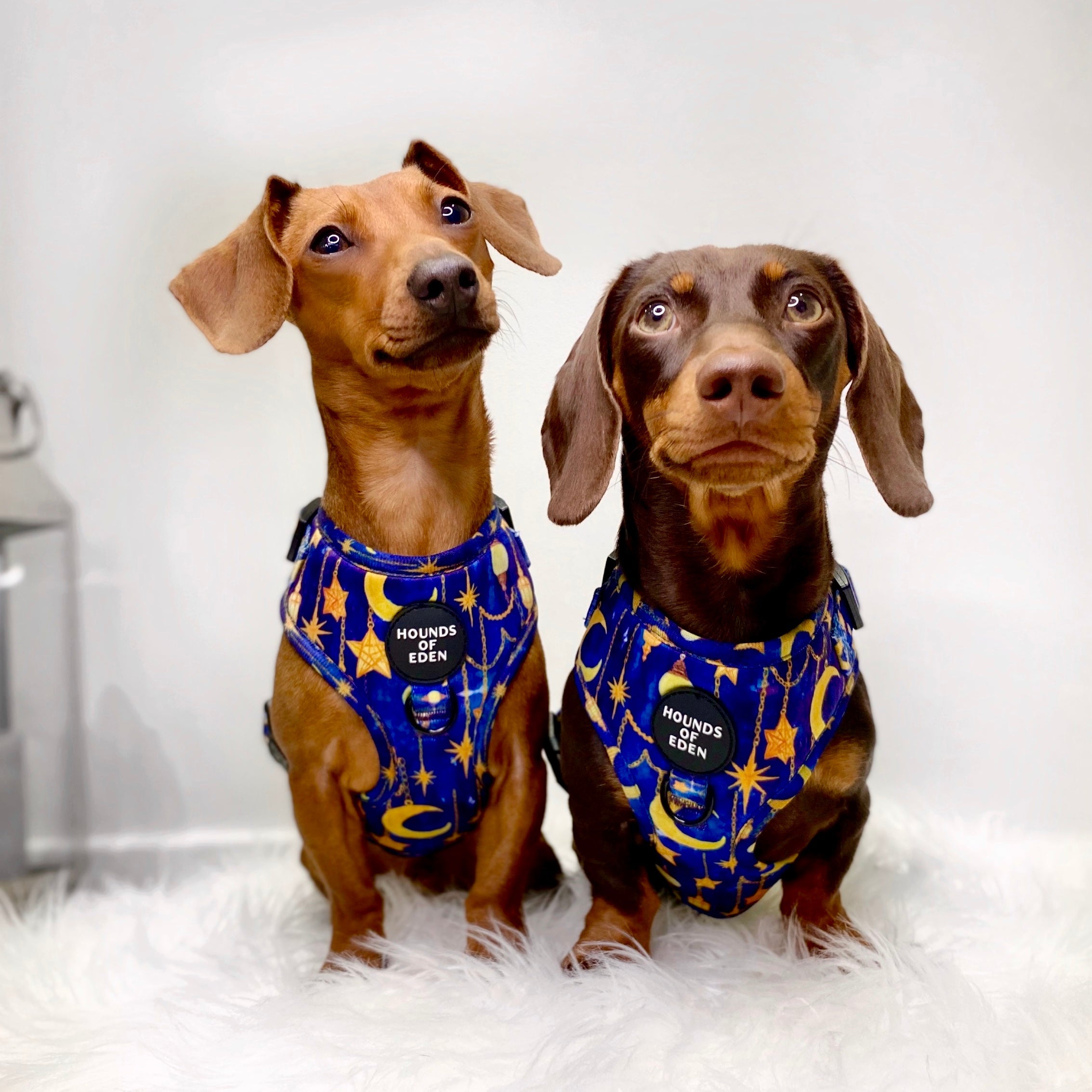 Arabian Nights - Blue and Gold Dog Collar