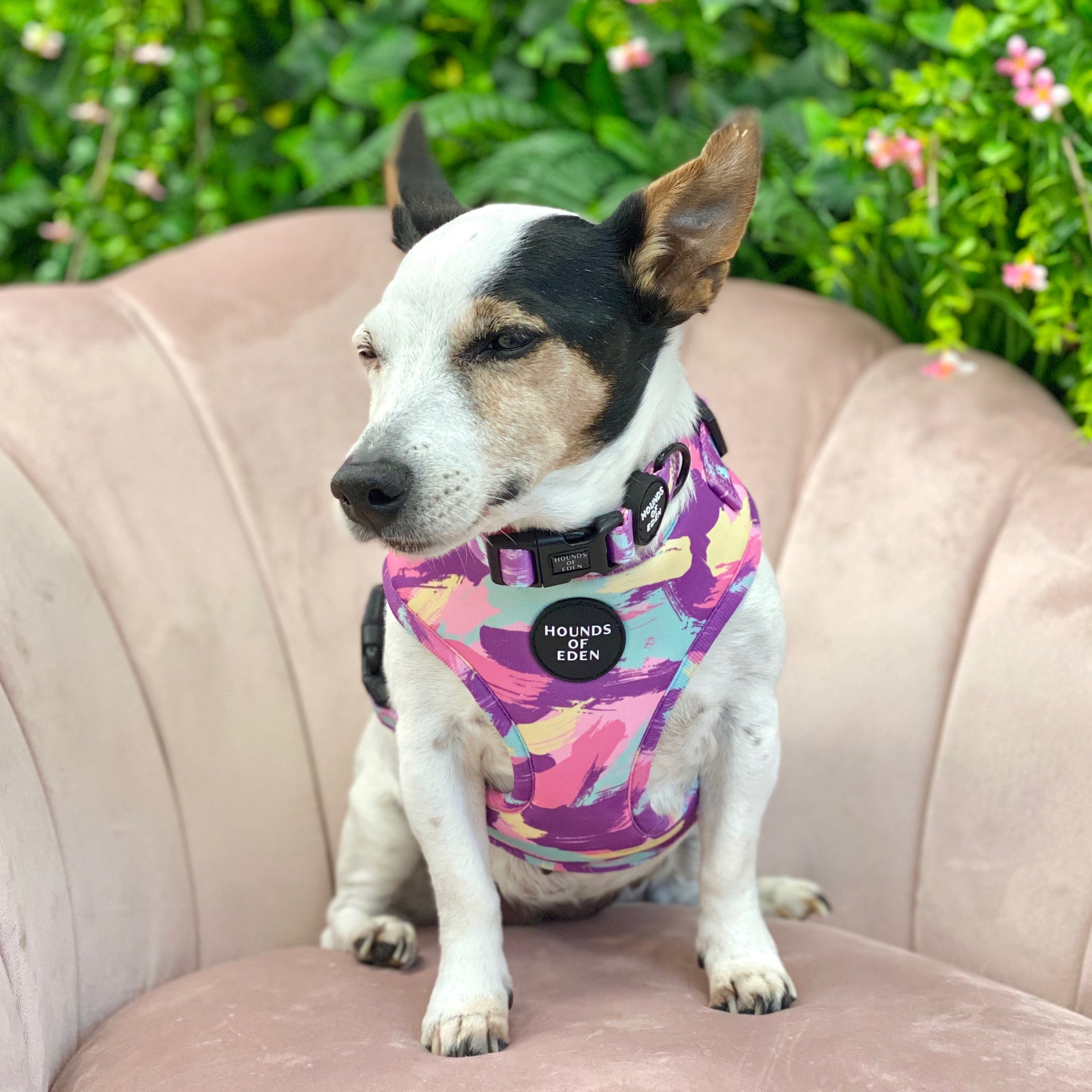 Blush it Off pink purple pastel mint lemon camo dog harness with Hounds of Eden branding