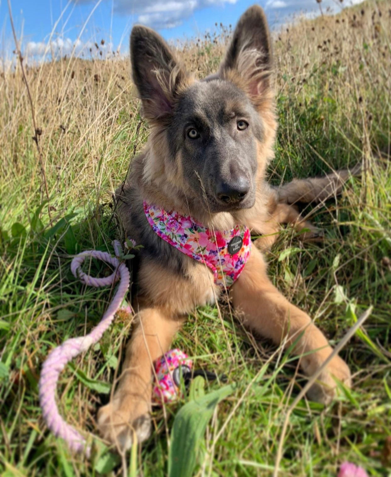 German Shepherd puppy in vibrant pink Florentina floral harness and purple leash