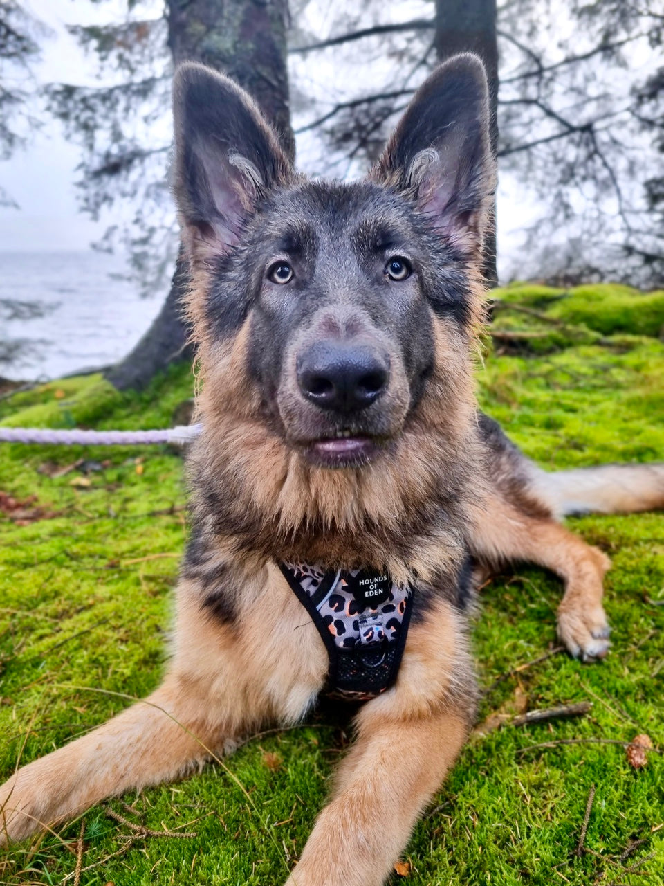 Supaw Strong™ 'Florentina' Utility Harness