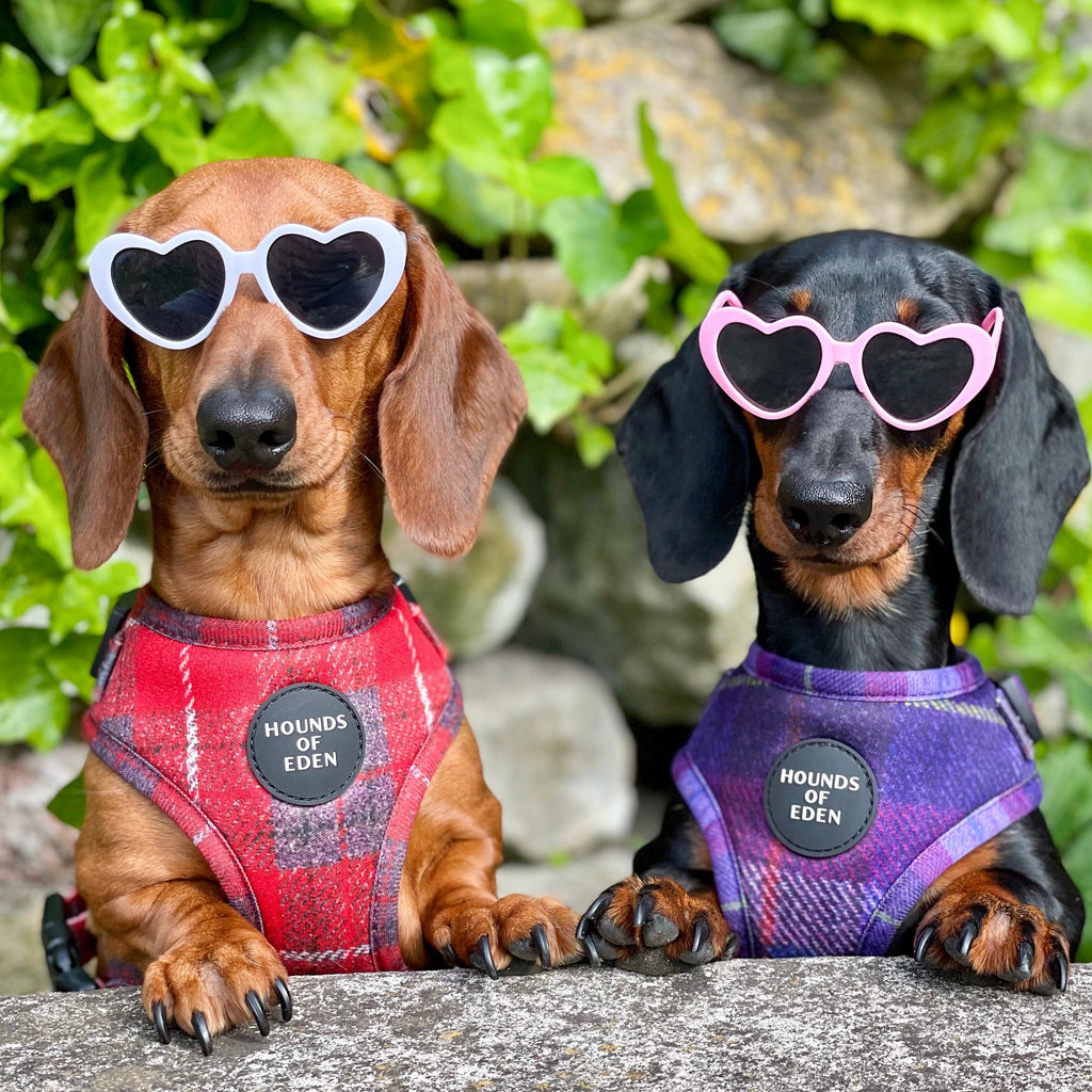 Two dachshunds in heart sunglasses and Hounds of Eden plaid harnesses