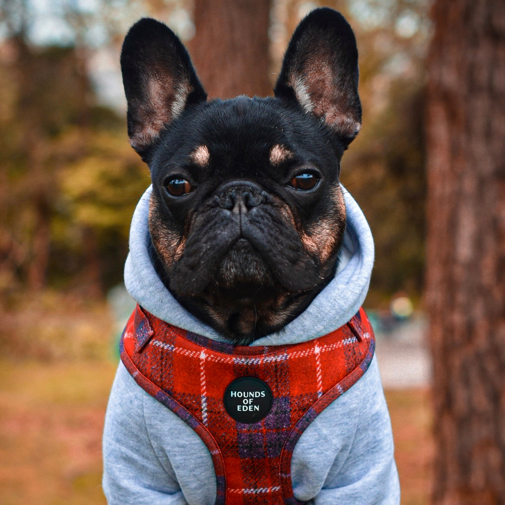 Black and tan French bulldog in Sammi red and grey check harness