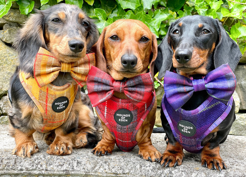 Three dachshunds in red and grey check Sammi harnesses with Hounds of Eden bow ties