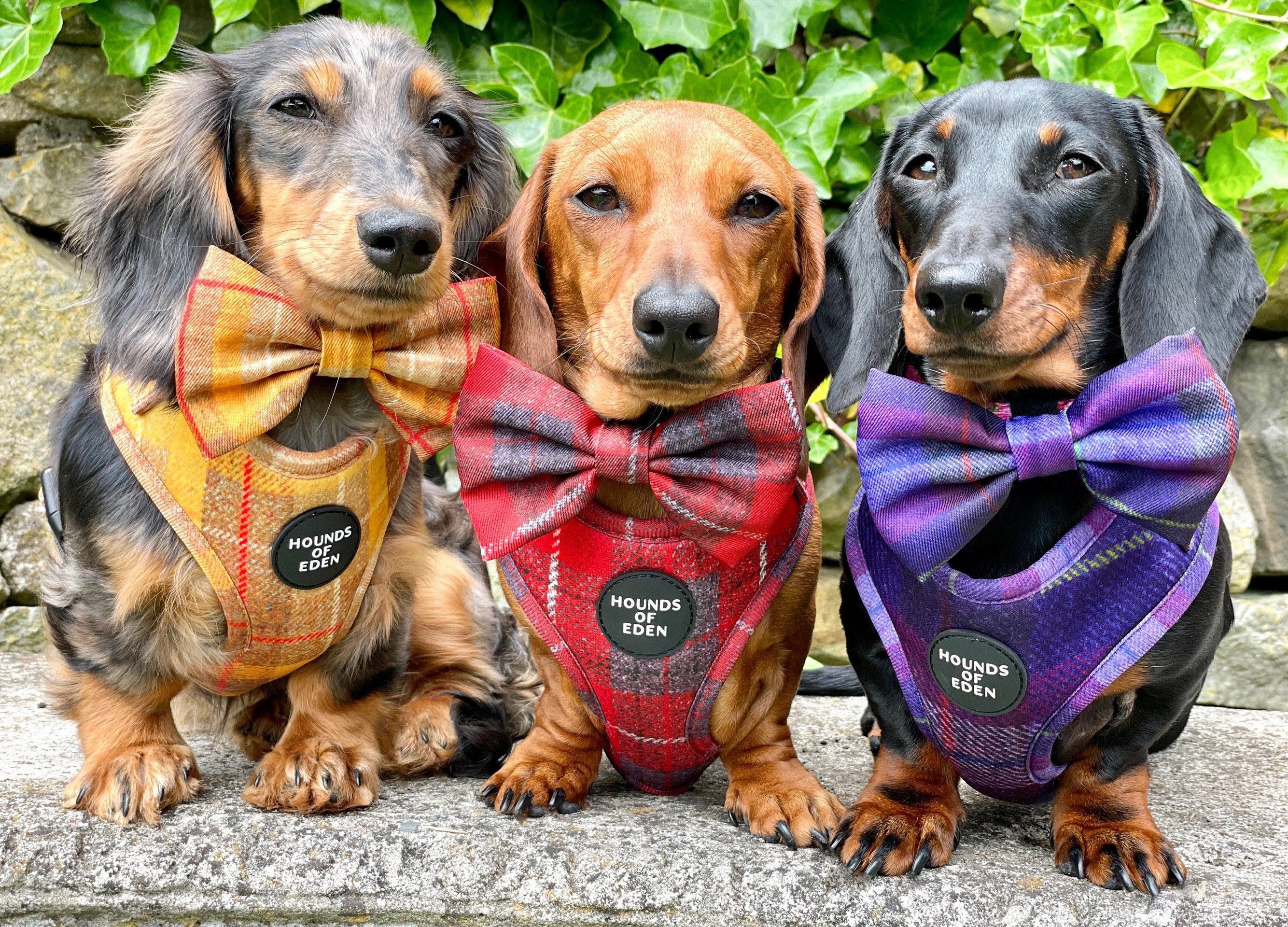 Three dachshunds in red and grey check Sammi harnesses with Hounds of Eden bow ties