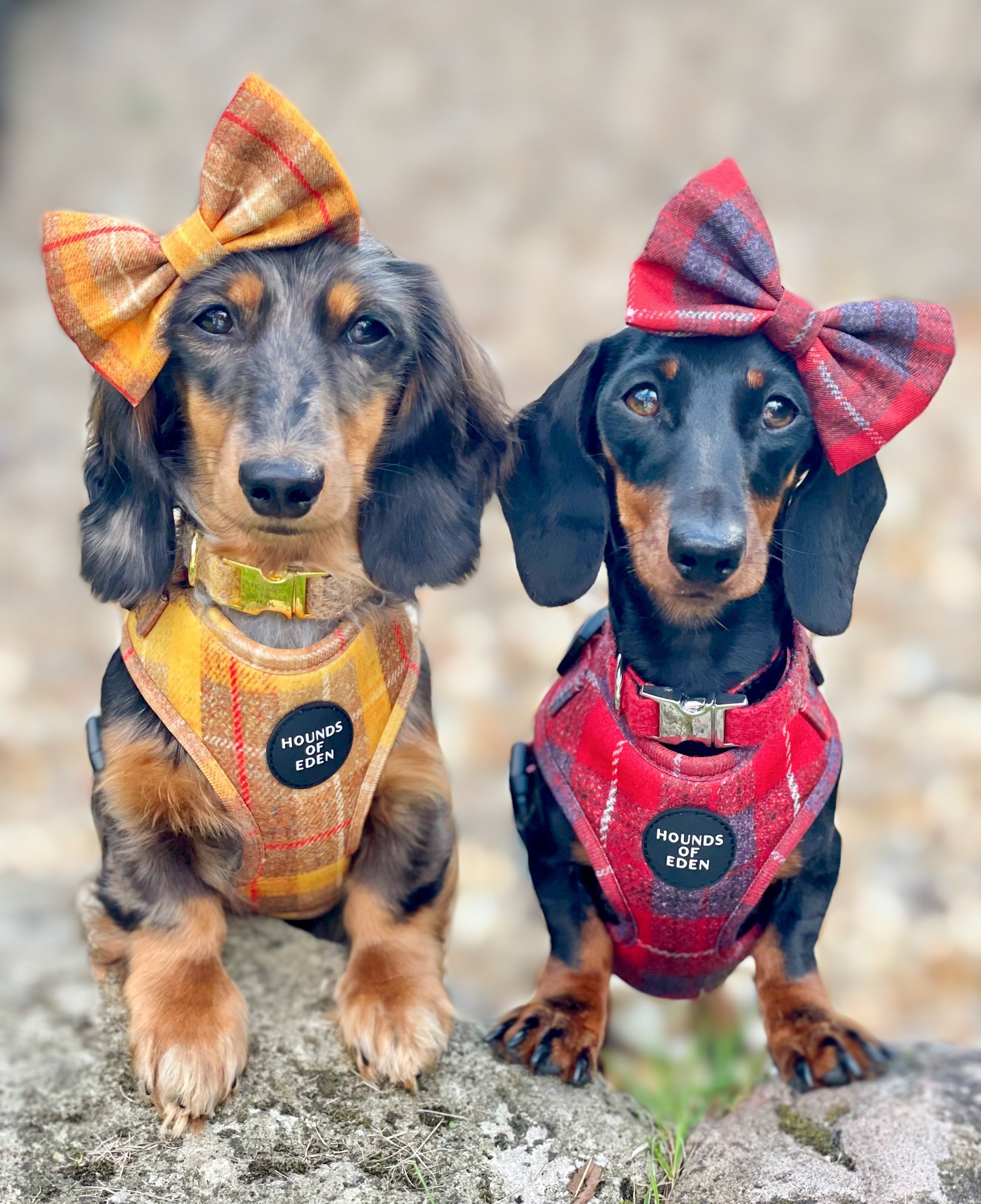 Two dachshunds in Sammi red and grey check plaid harnesses with bow ties