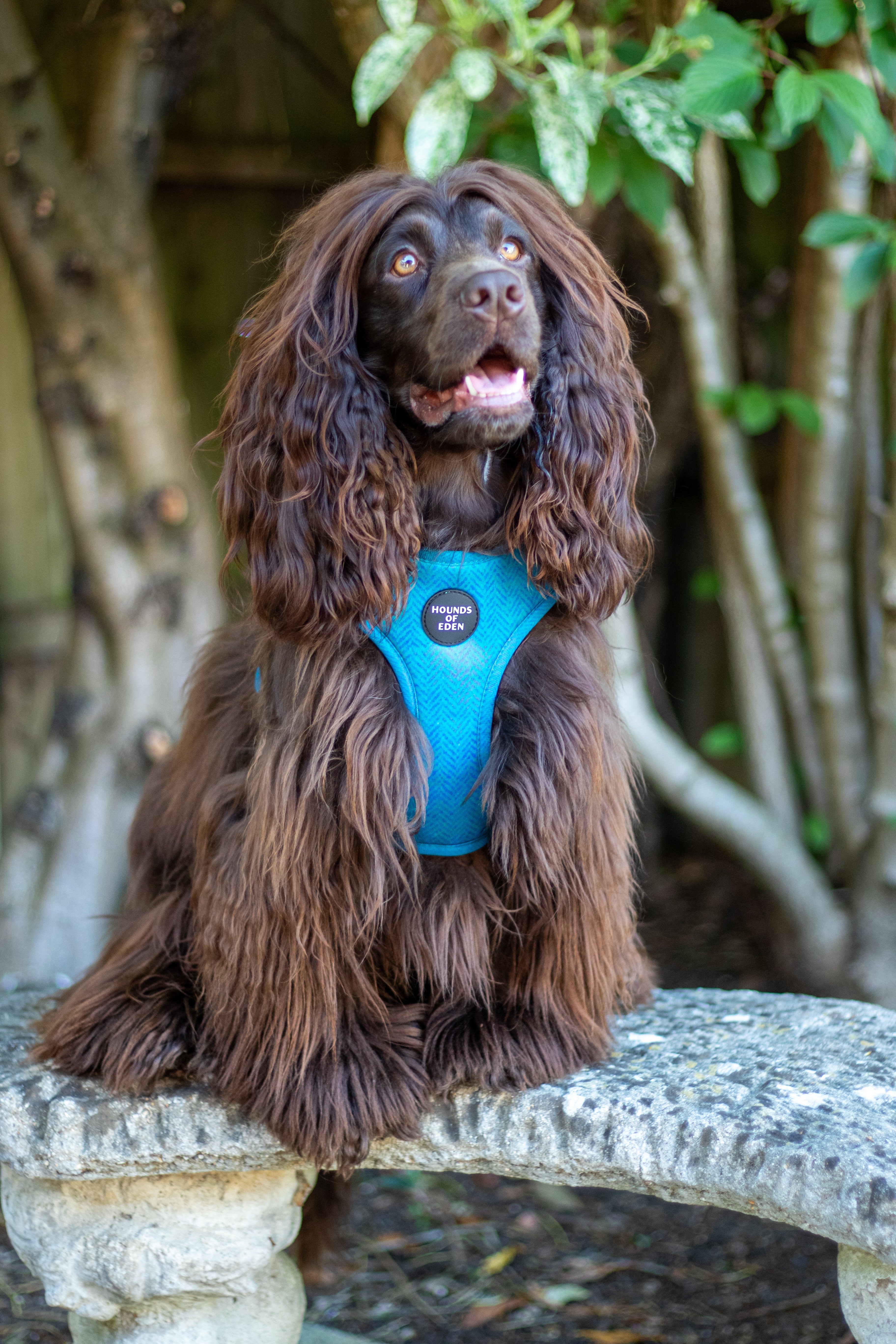 Bruce Blue & Teal Herringbone Harness on brown spaniel