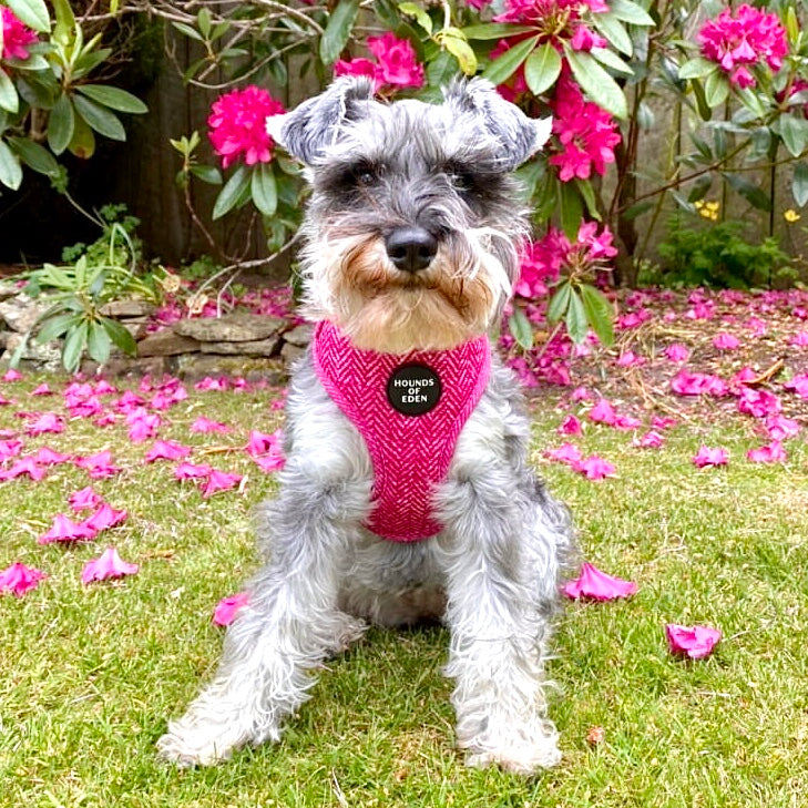 Bella Pink Herringbone Dog Harness with Hounds of Eden Logo
