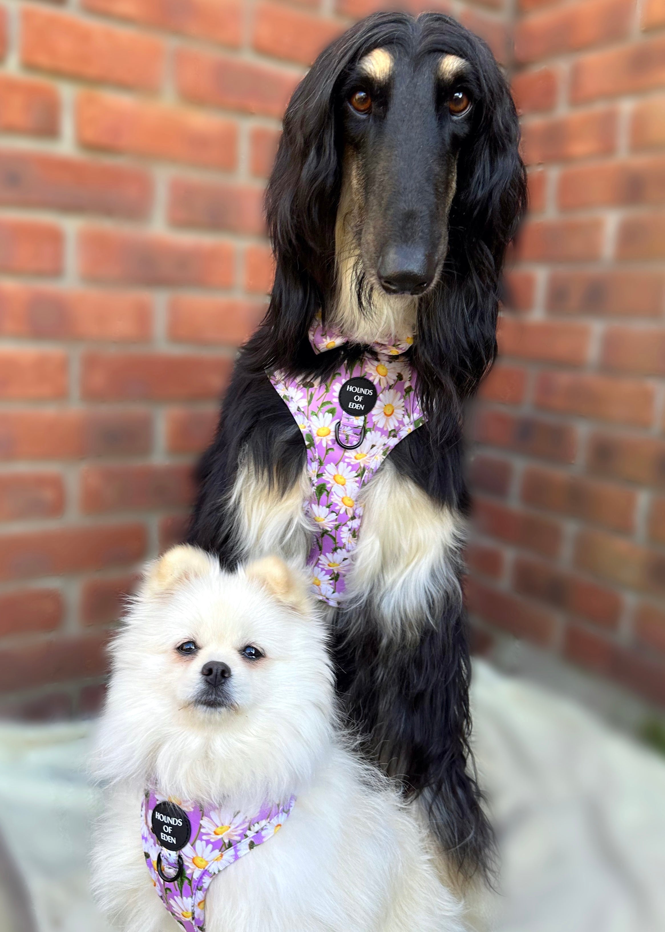 Daisy Dreams Design Dog Harness