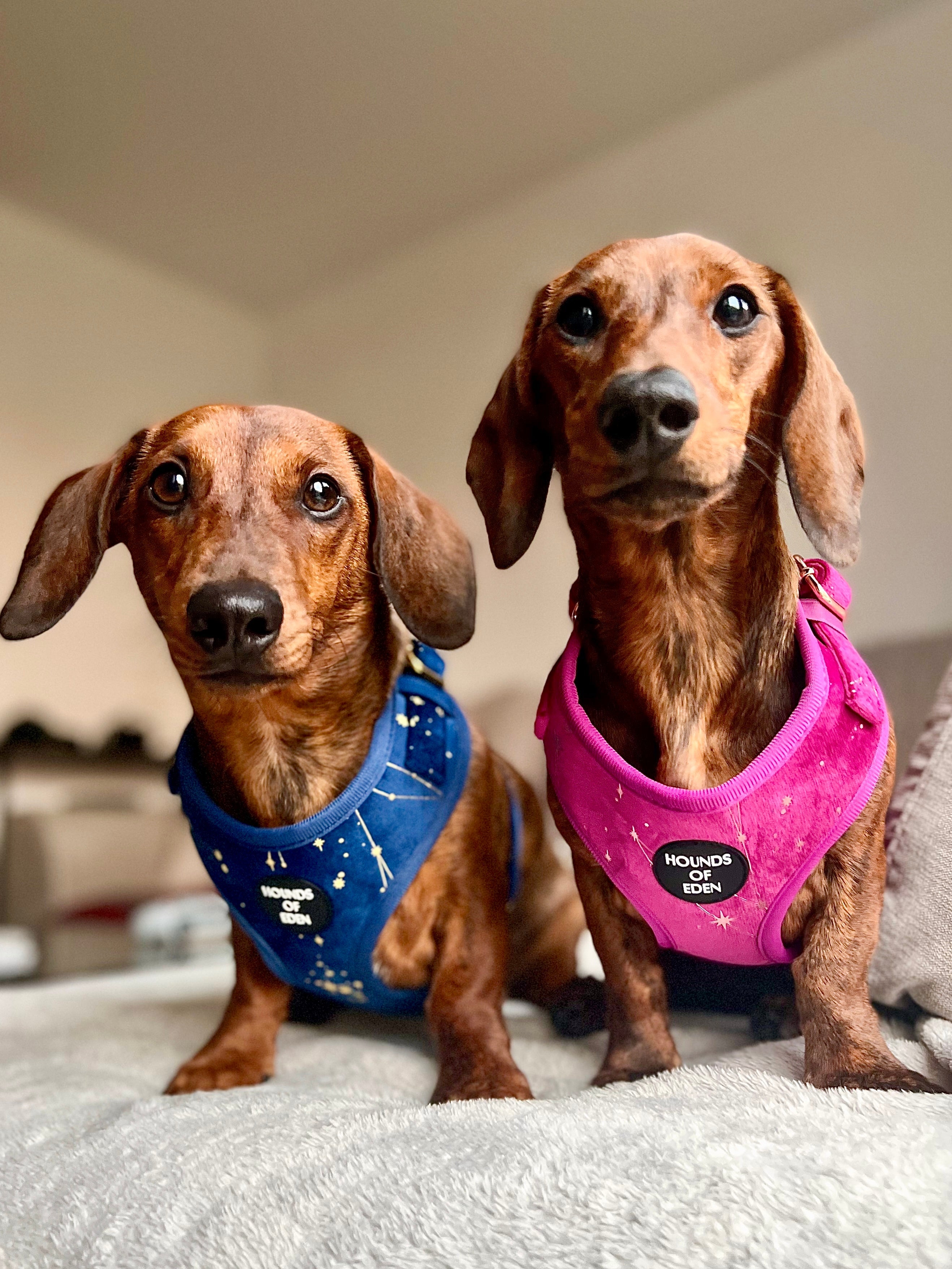 Magenta Sky Velvet Harness