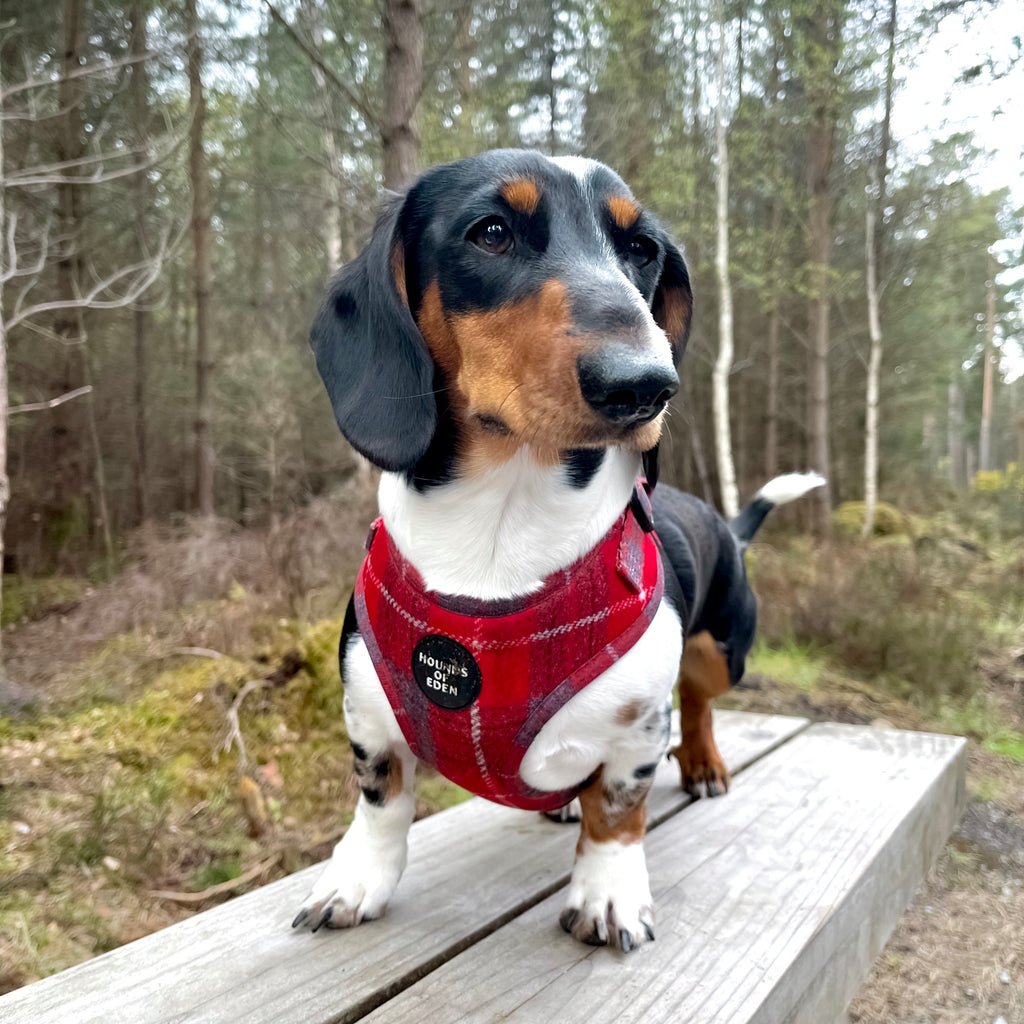 Tri-color dachshund in Sammi red and grey check harness with black logo