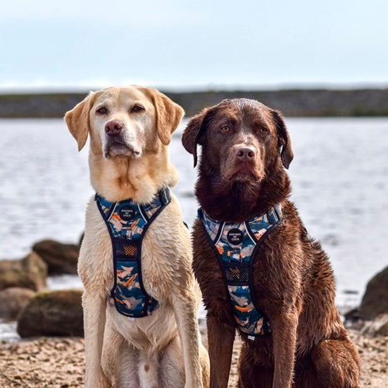 Supaw Strong™ 'Brush It Off' Utility Harness