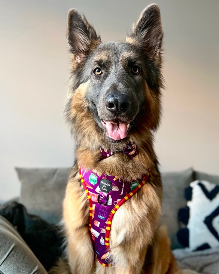 Harry Pawter Design Dog Lead