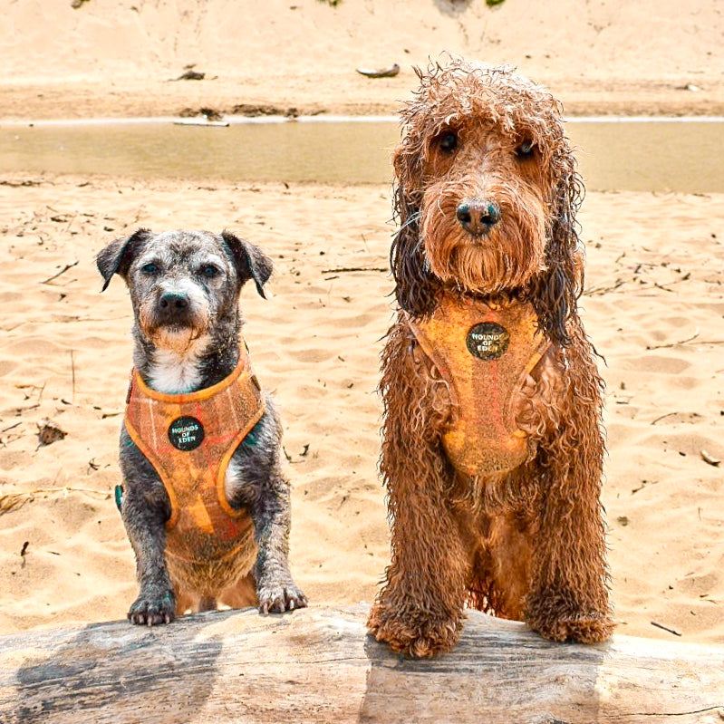 Large wet brown dog wearing Honey yellow check harness with black logo